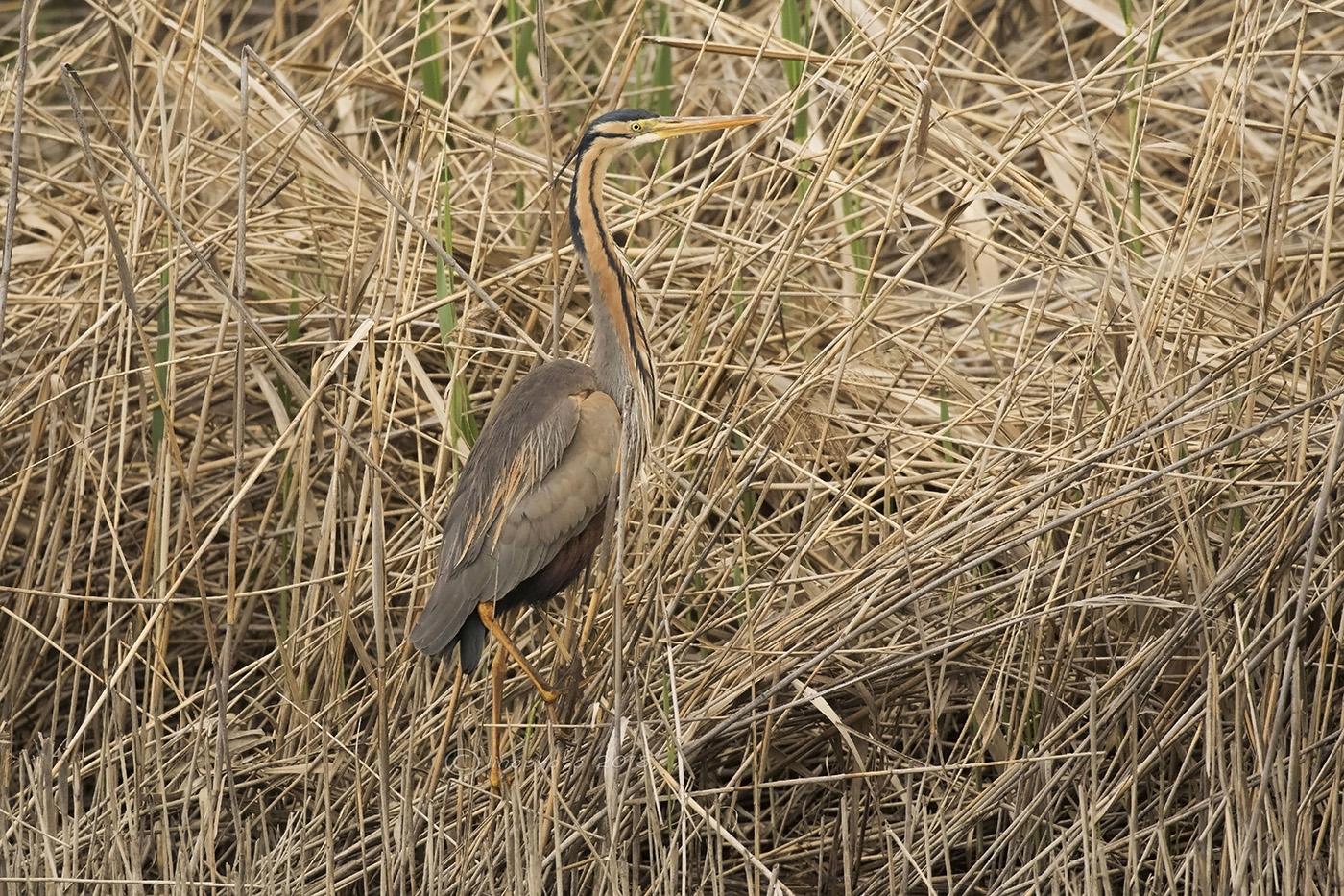 Il rosso.......a casa sua