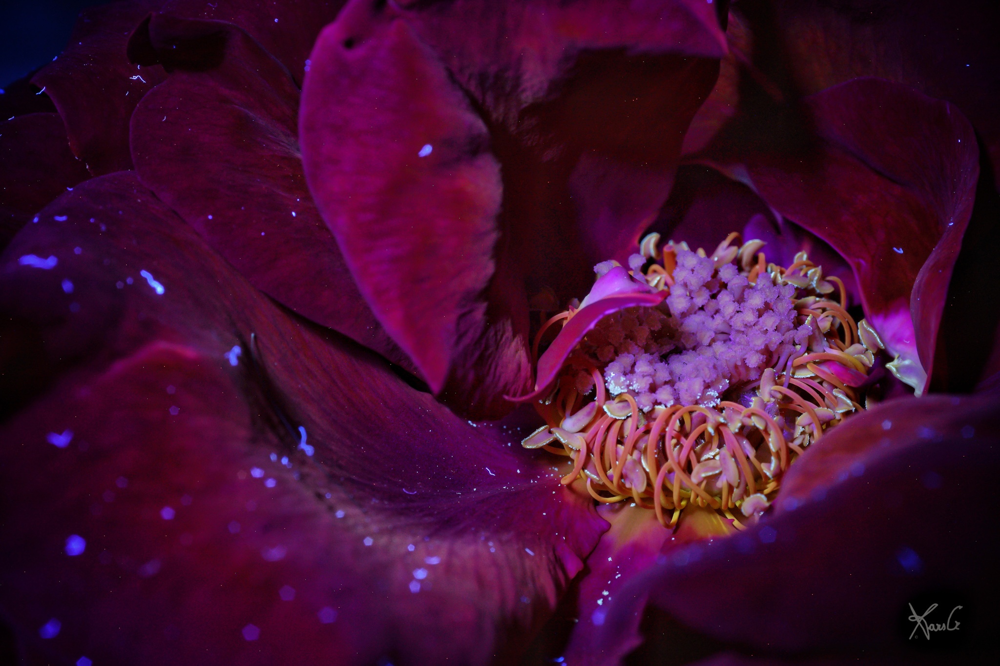 Red rose, but not too