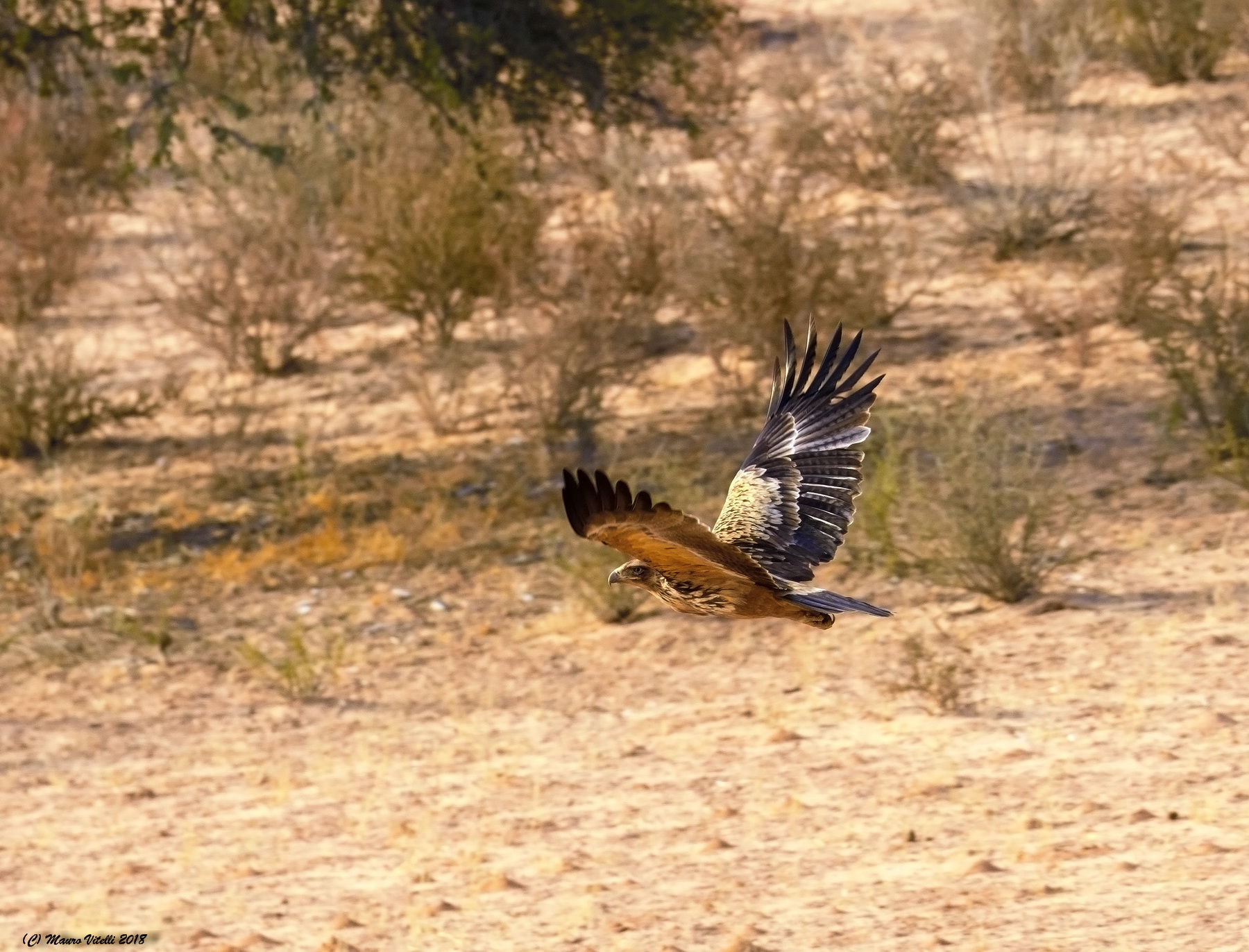 Booted Eagle (Aquila pennetus)