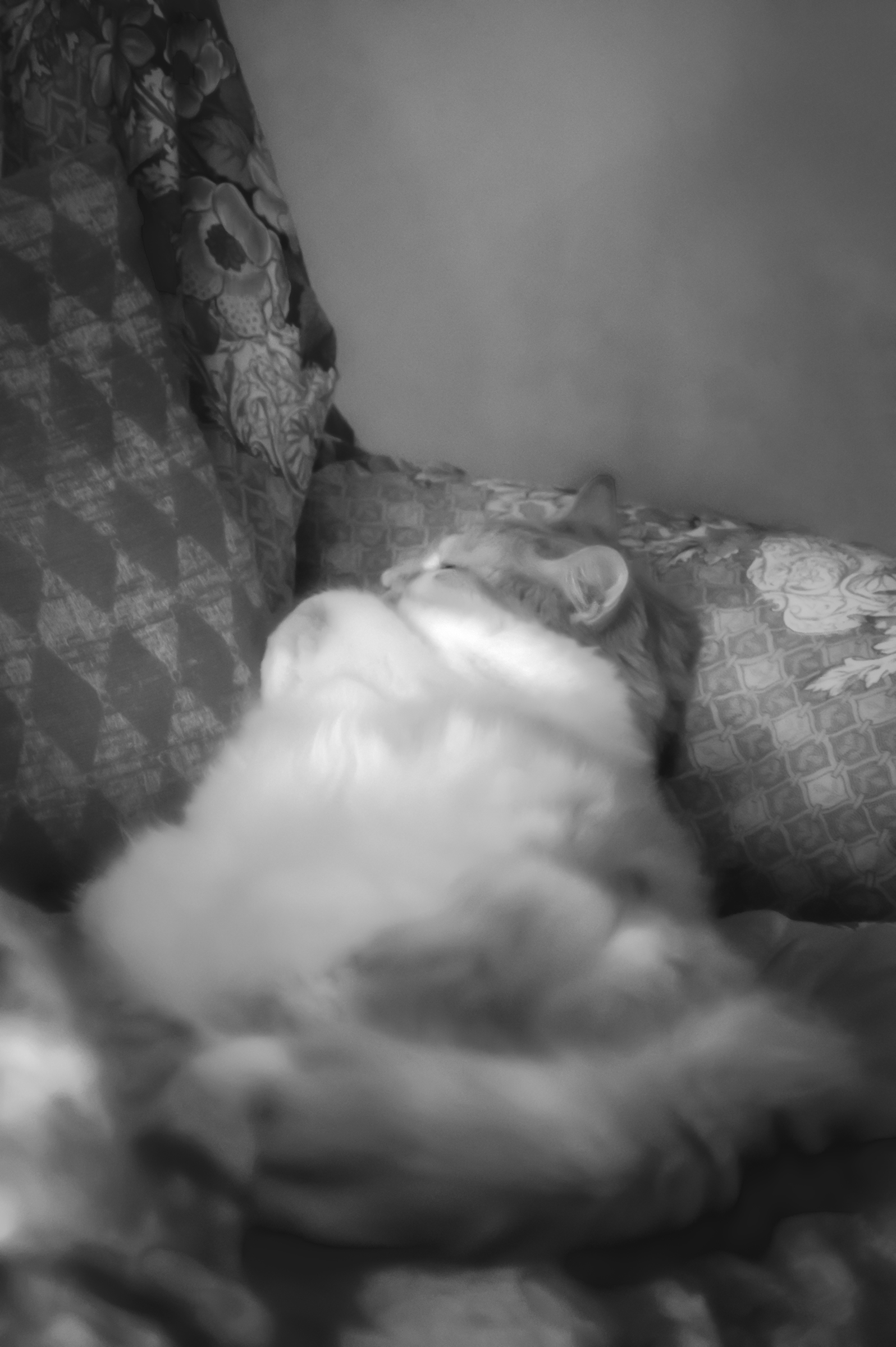 Gattone armchairs BW in soft focus