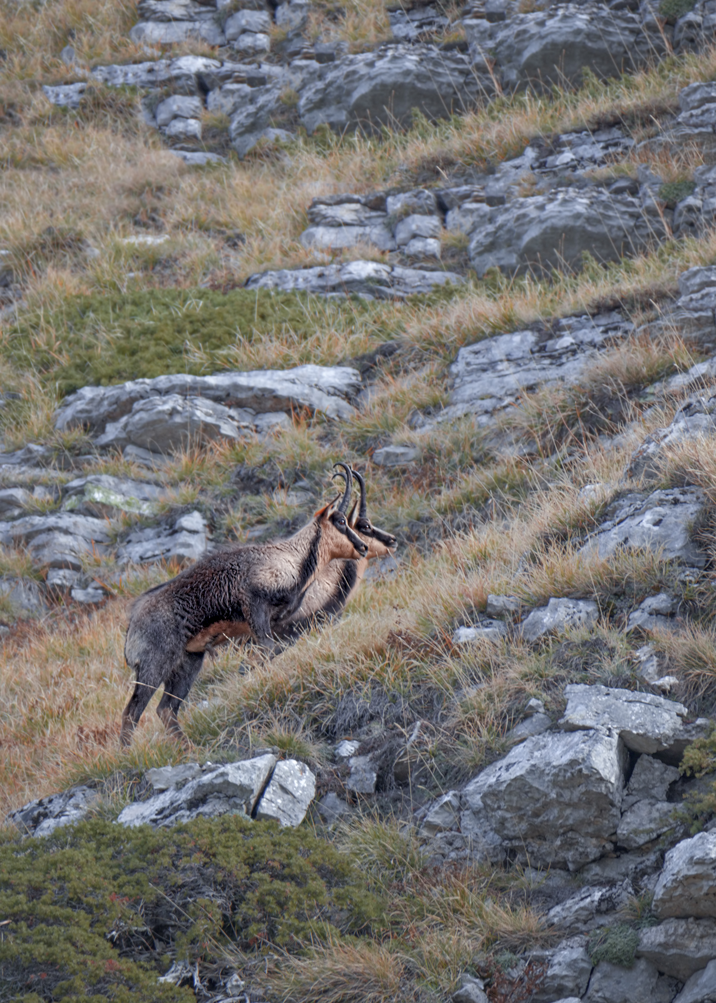 Apennine Chamois