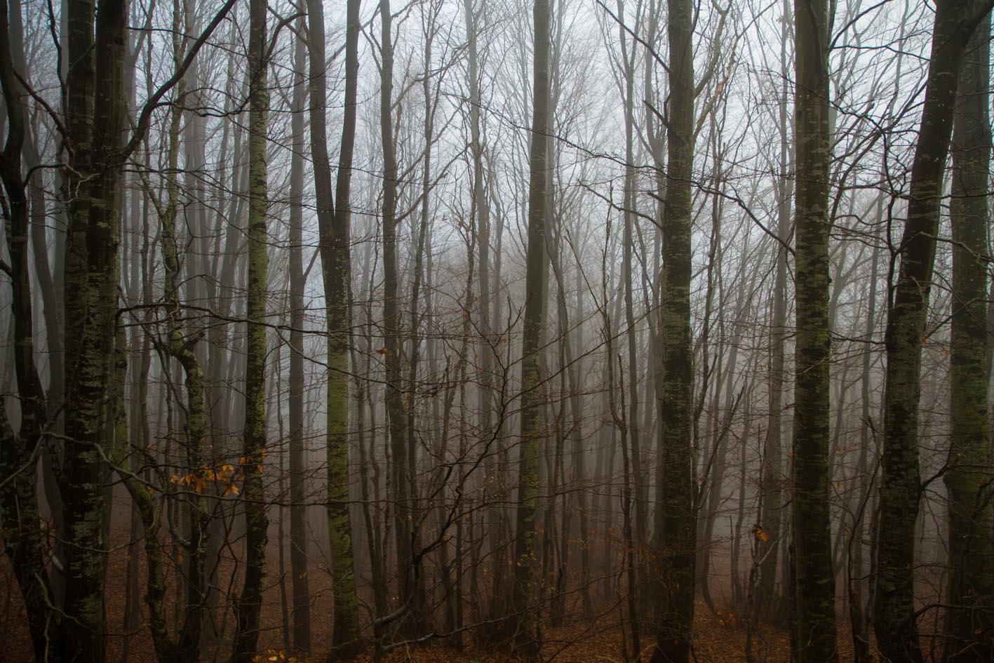 nebbia