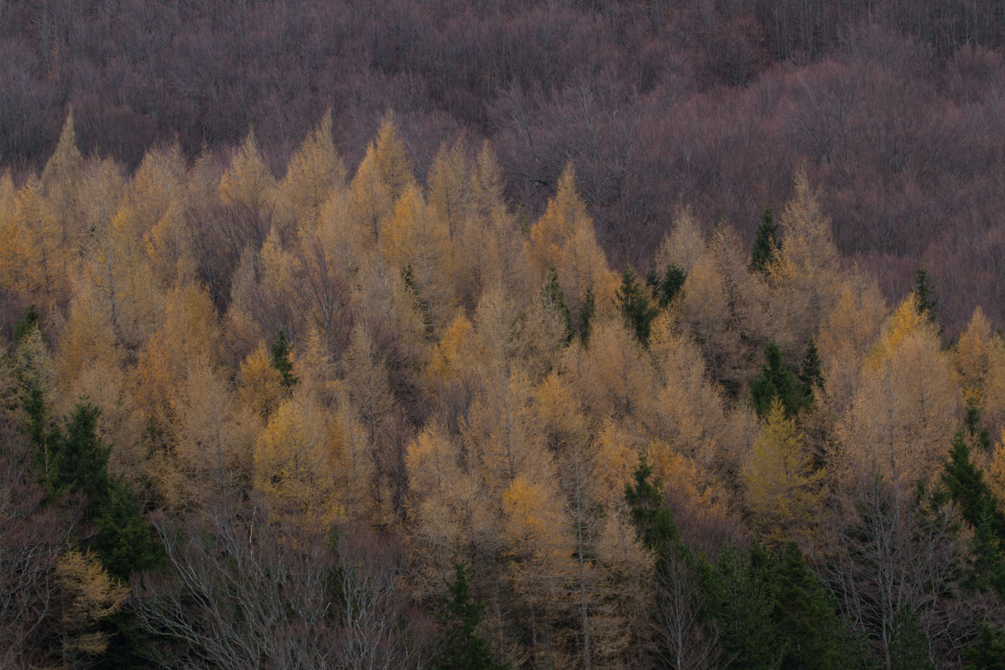colori d'autunno
