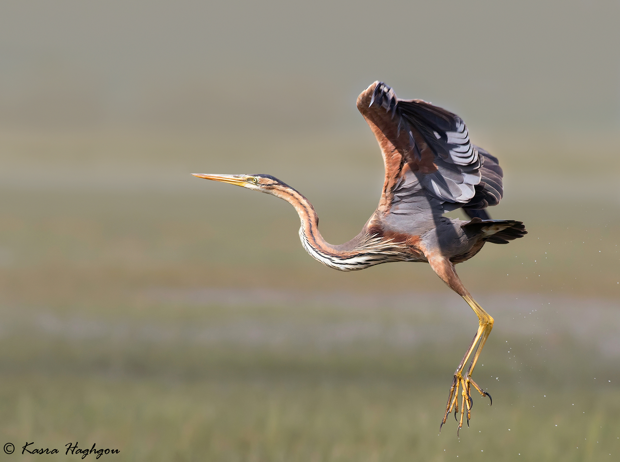 Purple Heron