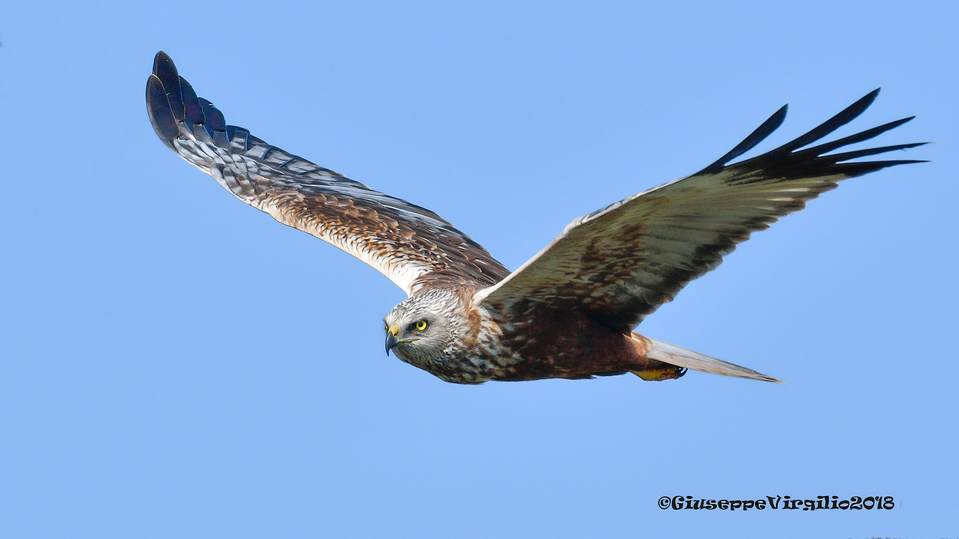 Il Circus Falco Di Palude maschio "Nord Sardegna 2018&q...