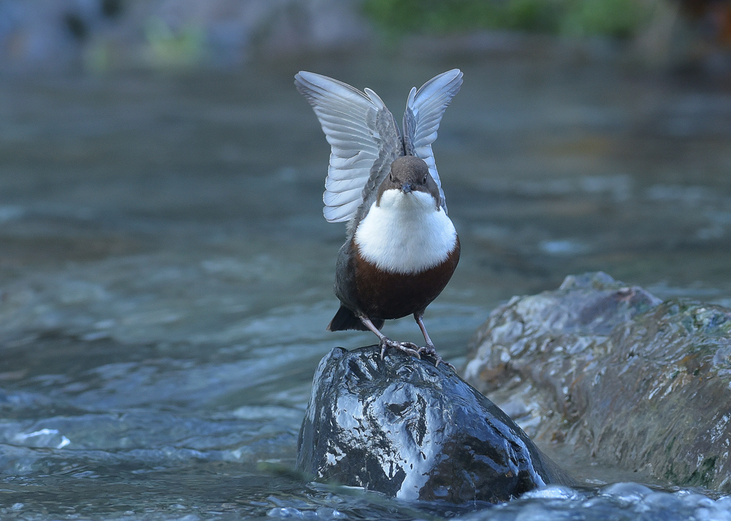 acquaiolo pronto all'immersione