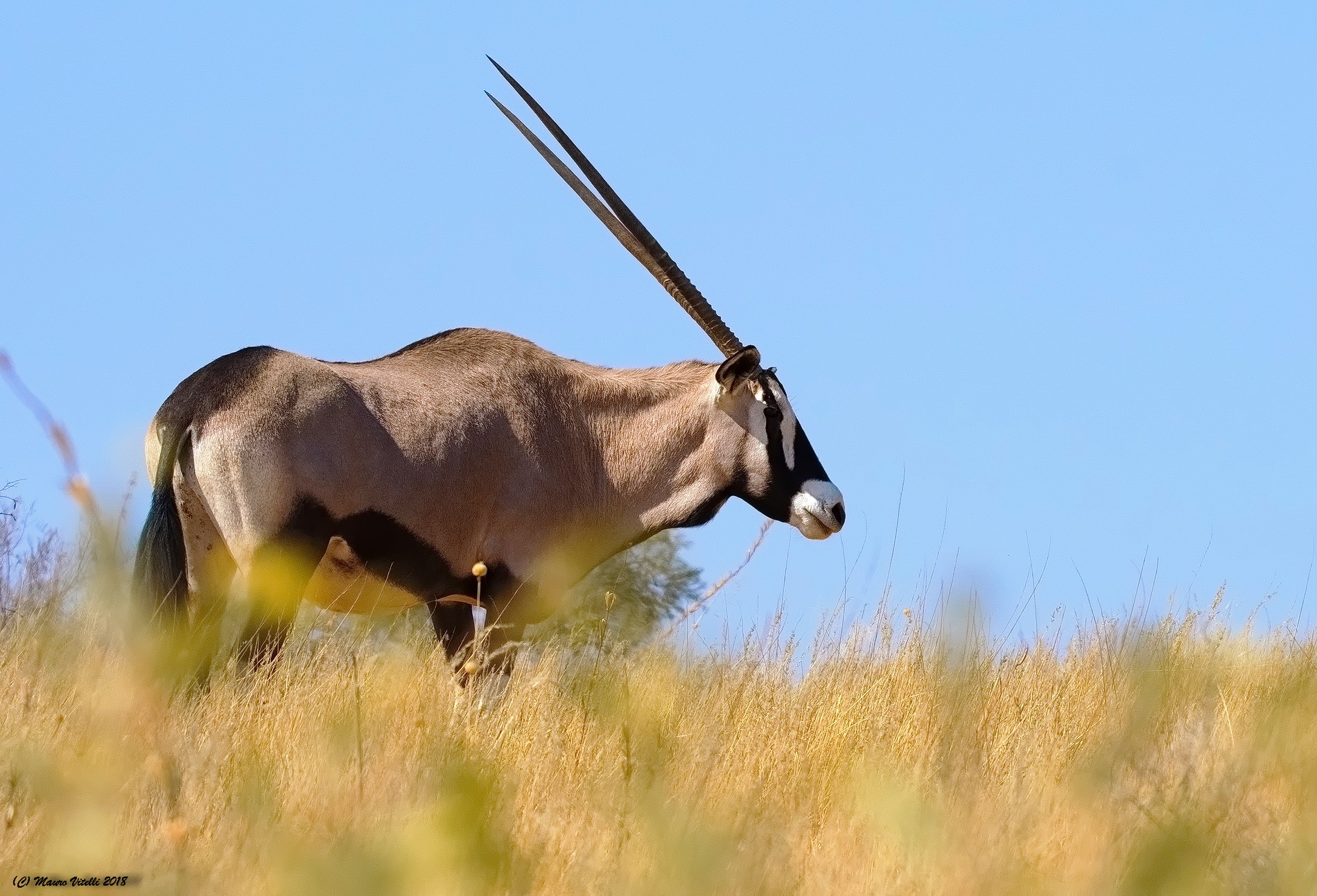 Oryx (Central Kalahari)