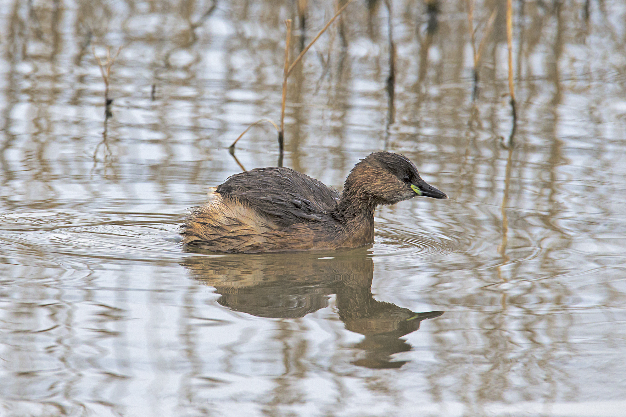 Little Grebe
