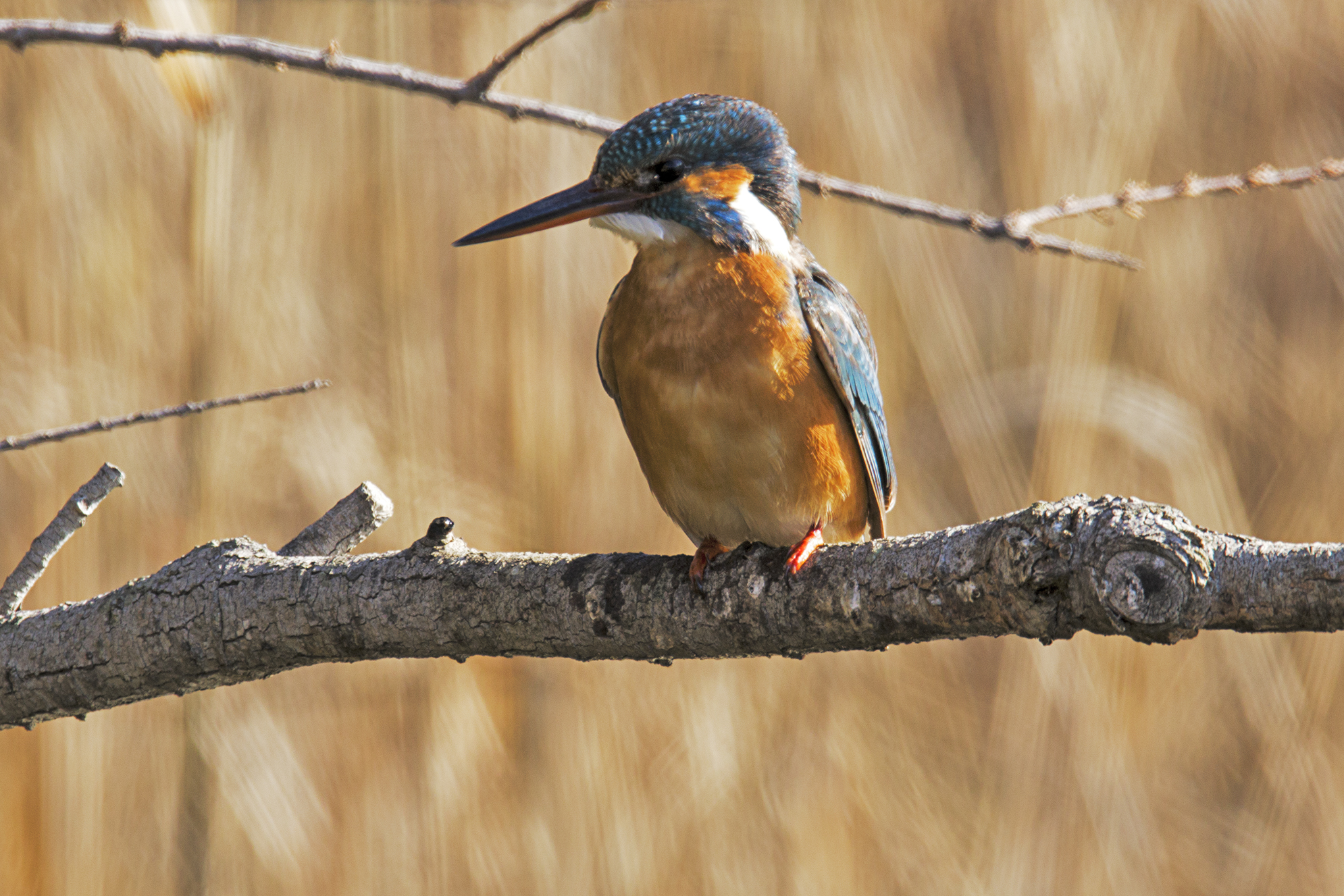 Kingfisher
