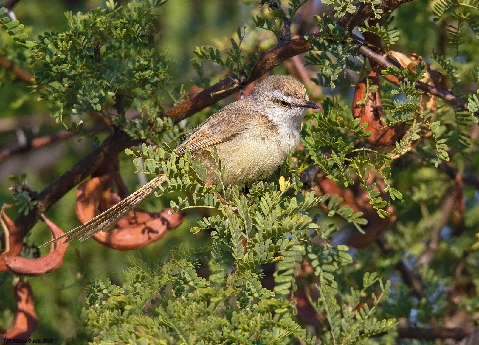 Black-Chested Prinia (Prinia flavicans)central Kalahari