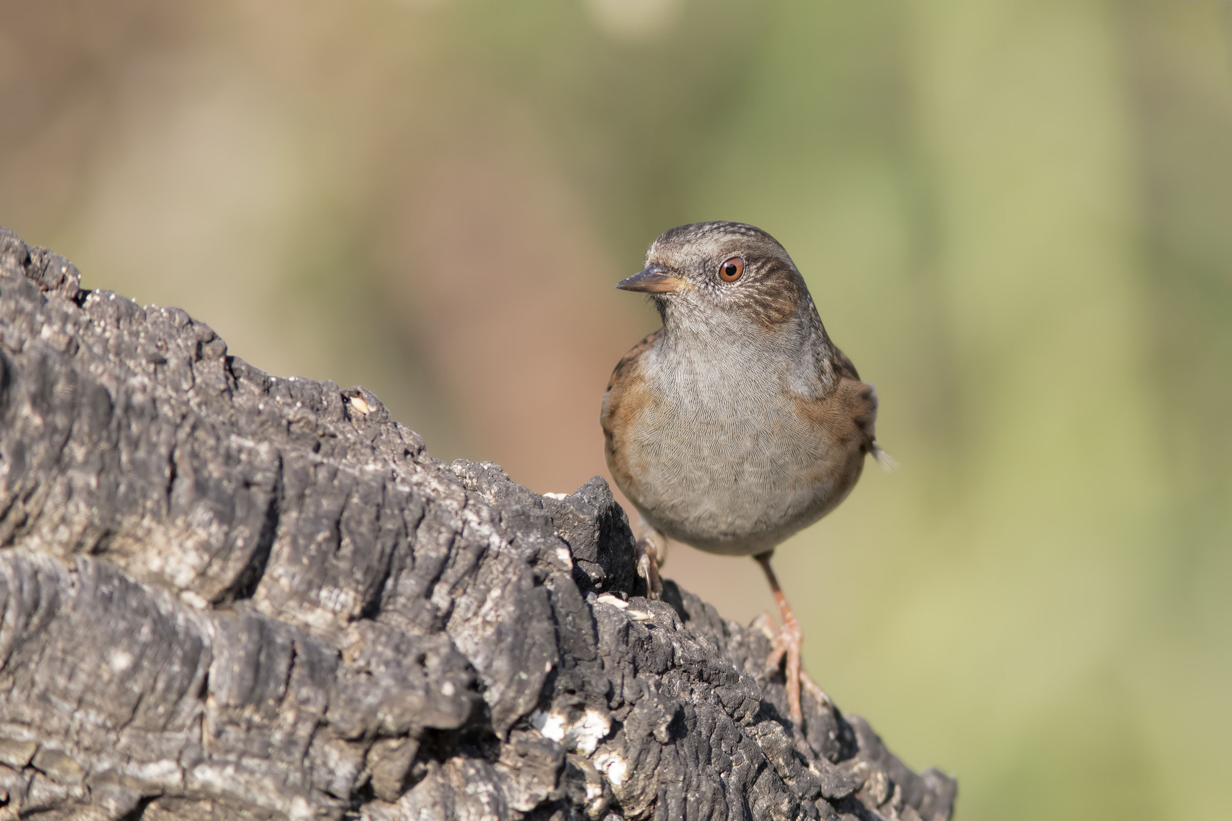 Passera scopaiola ( prunella modularis )