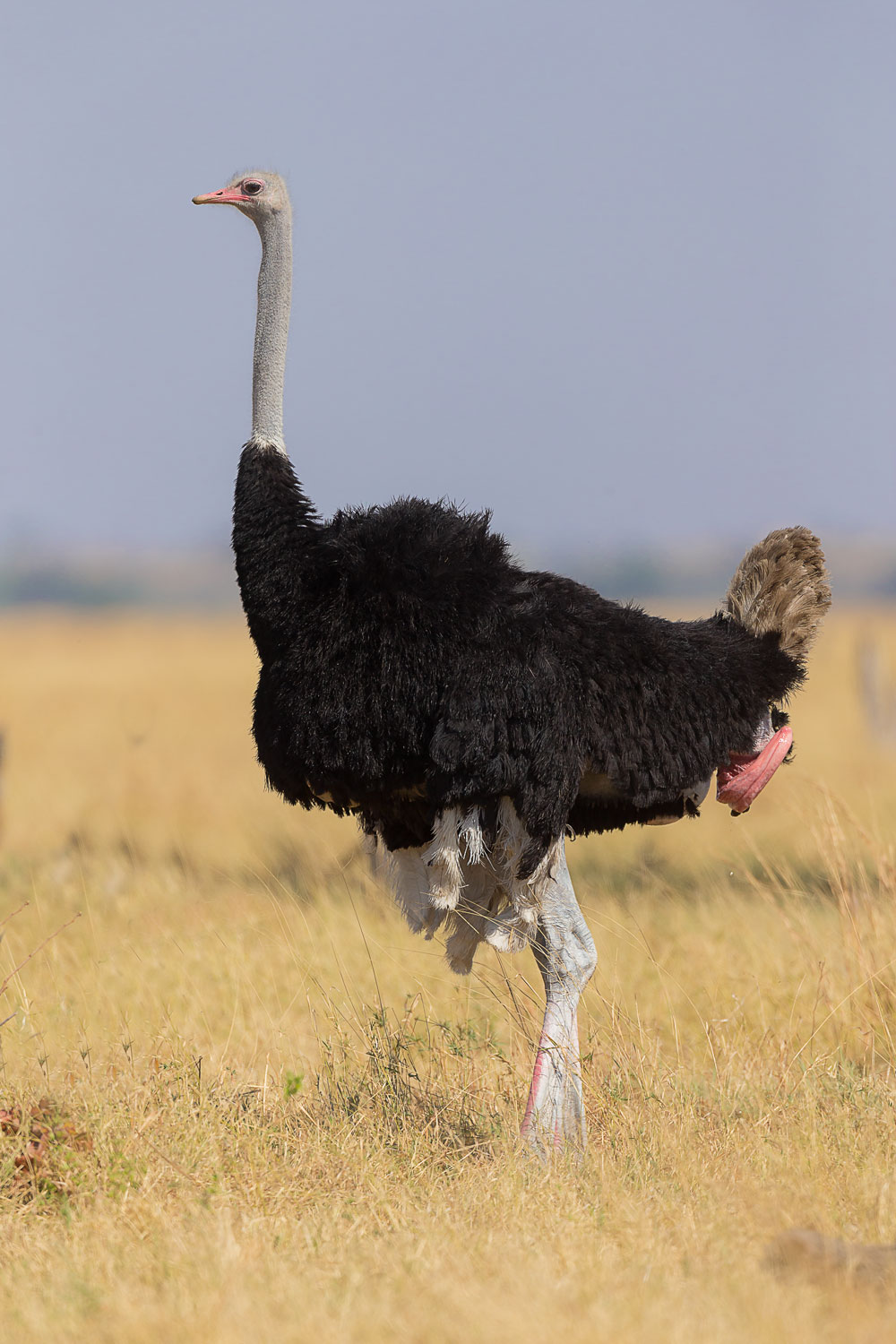 Proud Ostrich