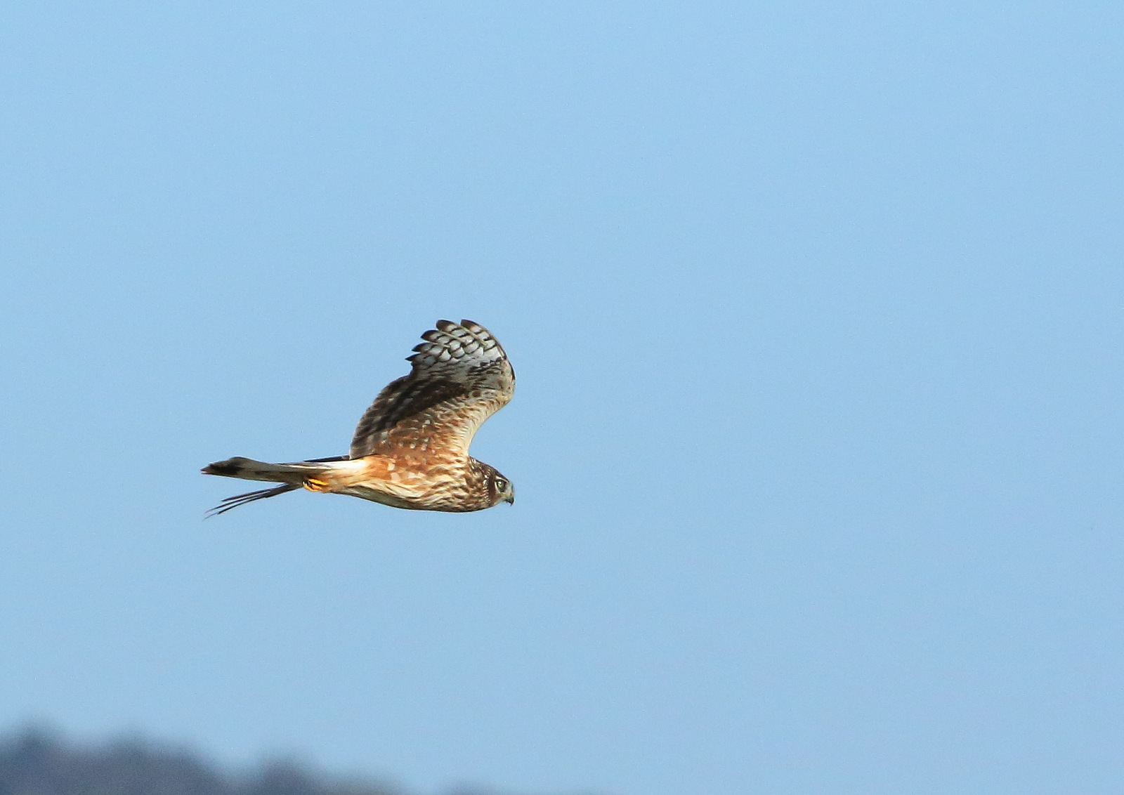 Albanella reale 11/2018 B