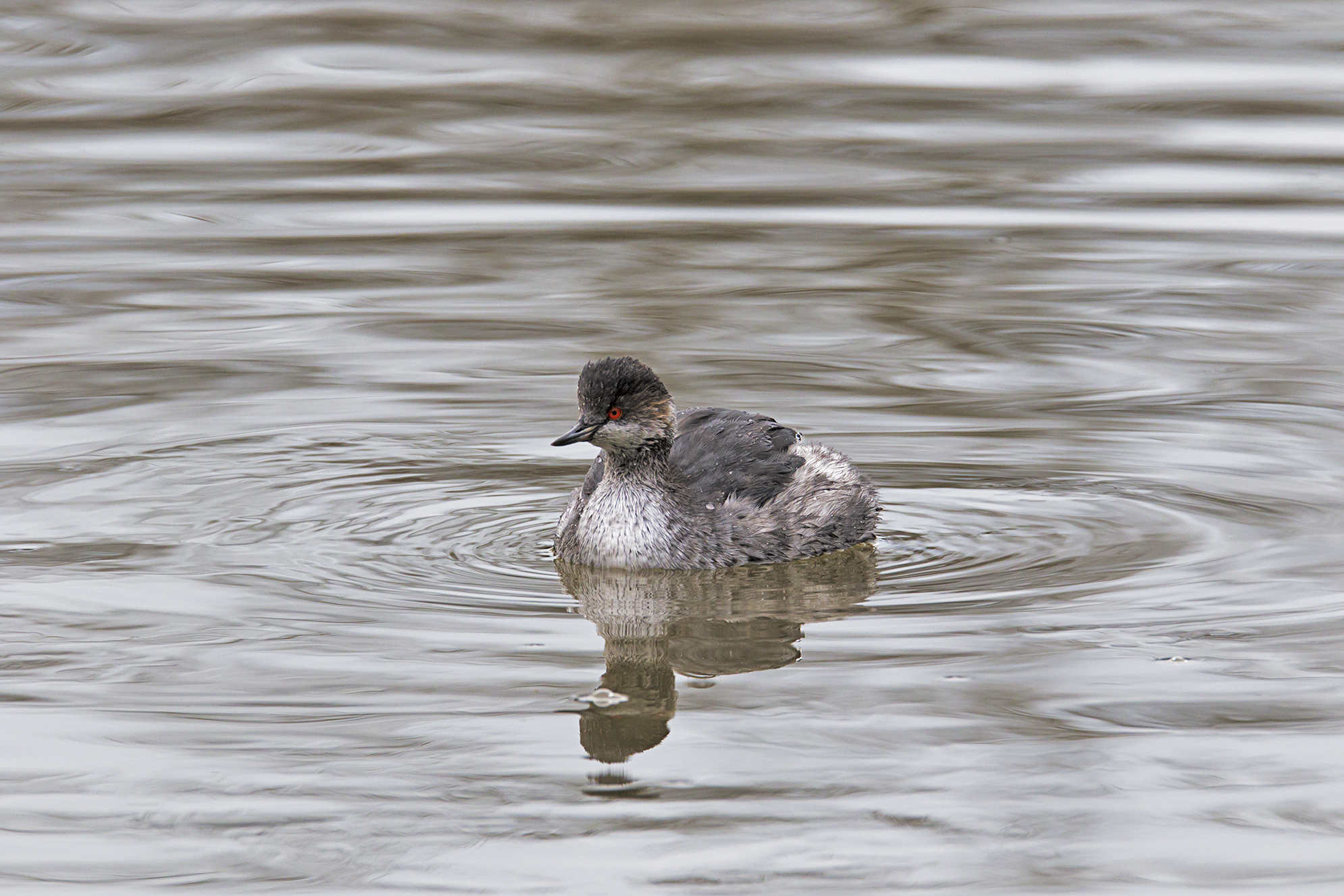 Small Grebe