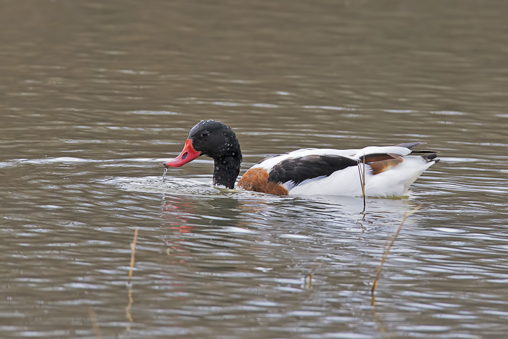 Common Shelduck