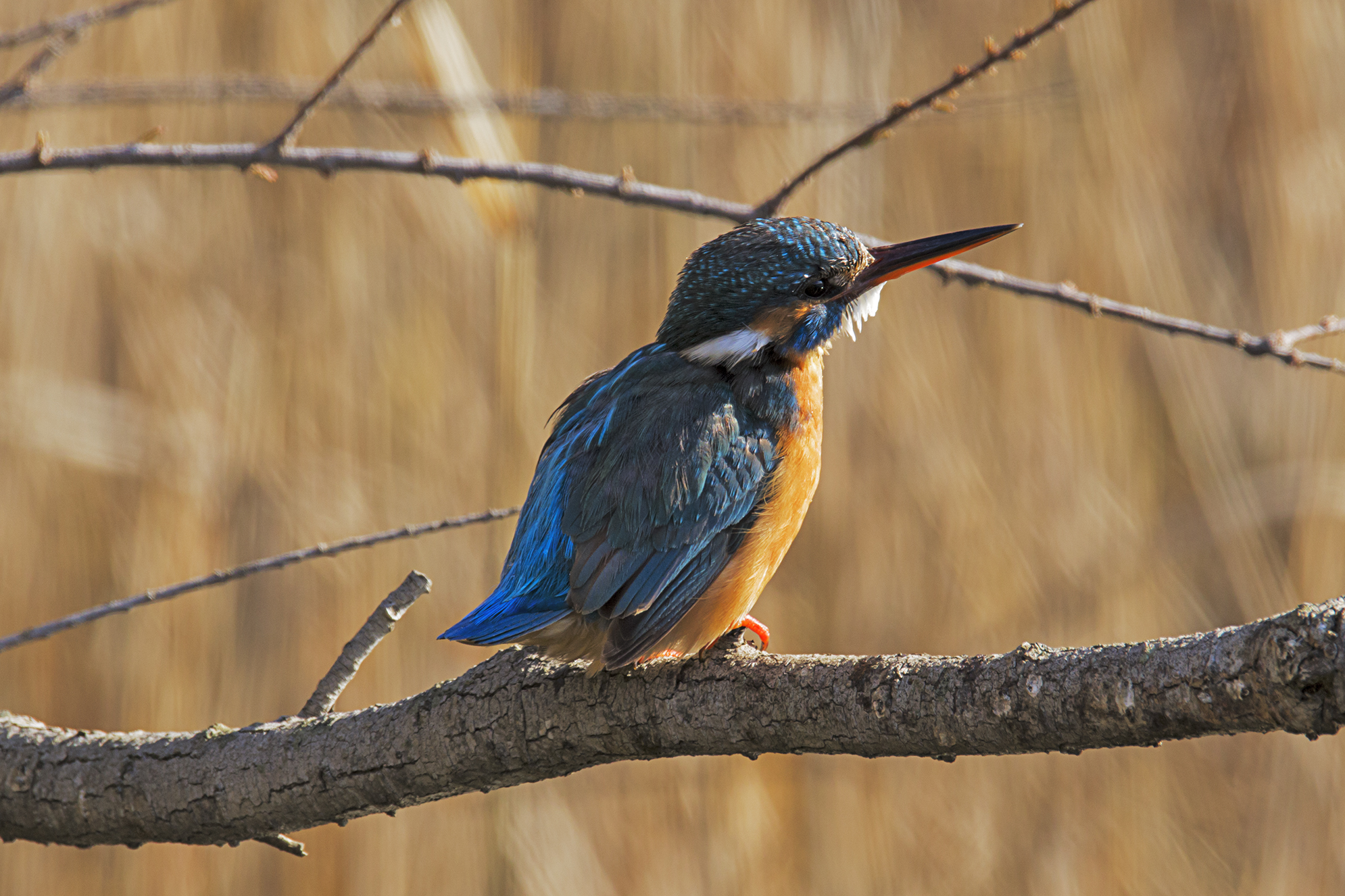 Kingfisher