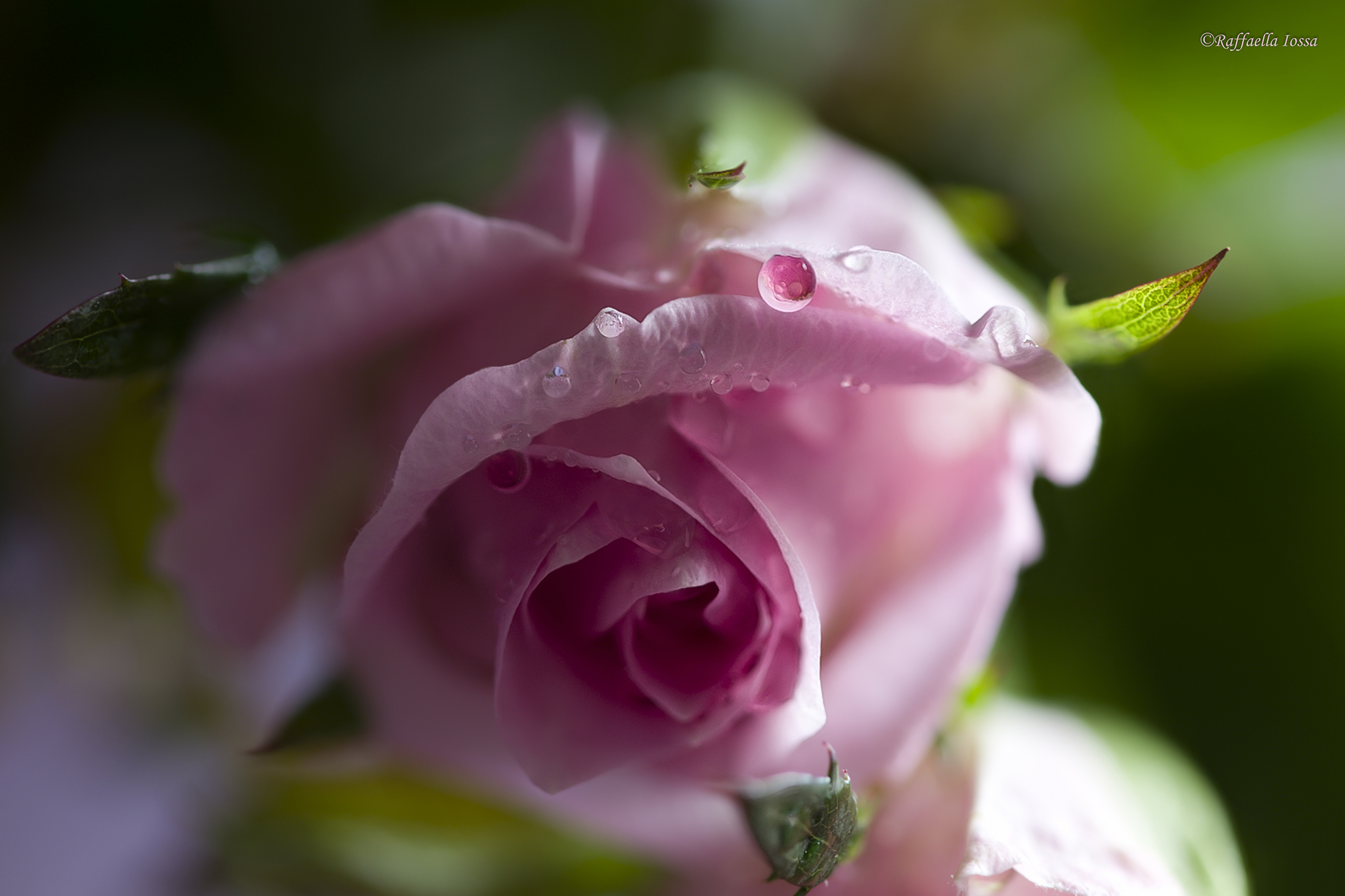 Rosellina di Novembre