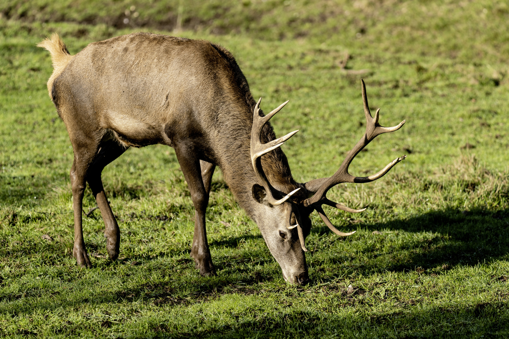 Cervo in ambiente controllato