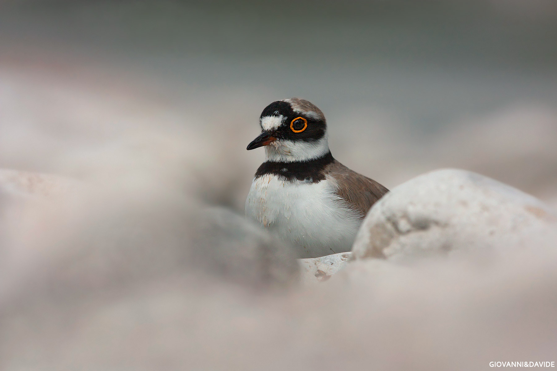 ... Small Courier...