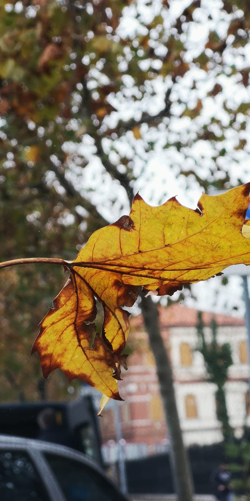 The autumn on the windshield