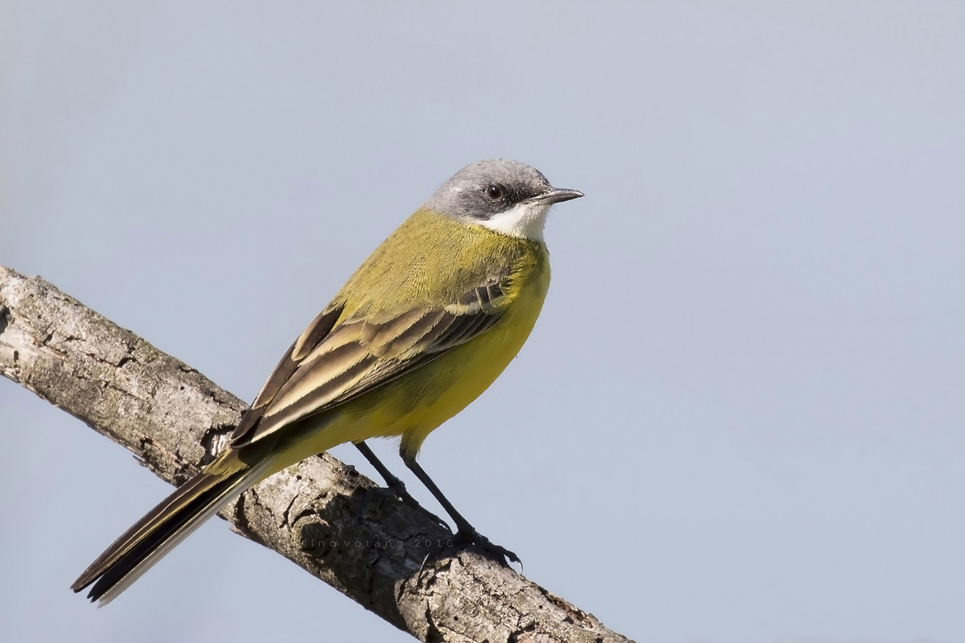Cutrettola (Motocilla flava)