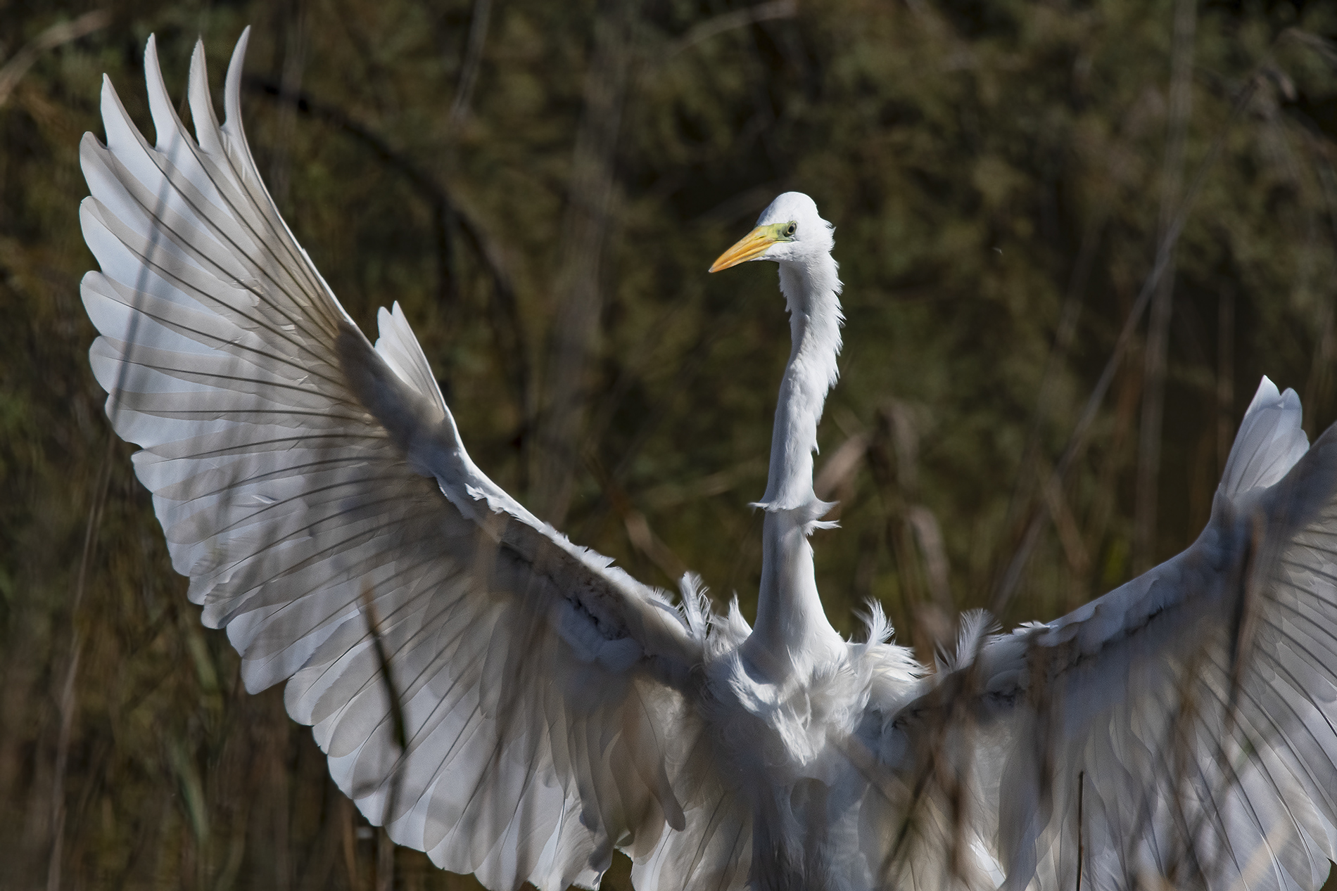 Vertical Landing in the reed