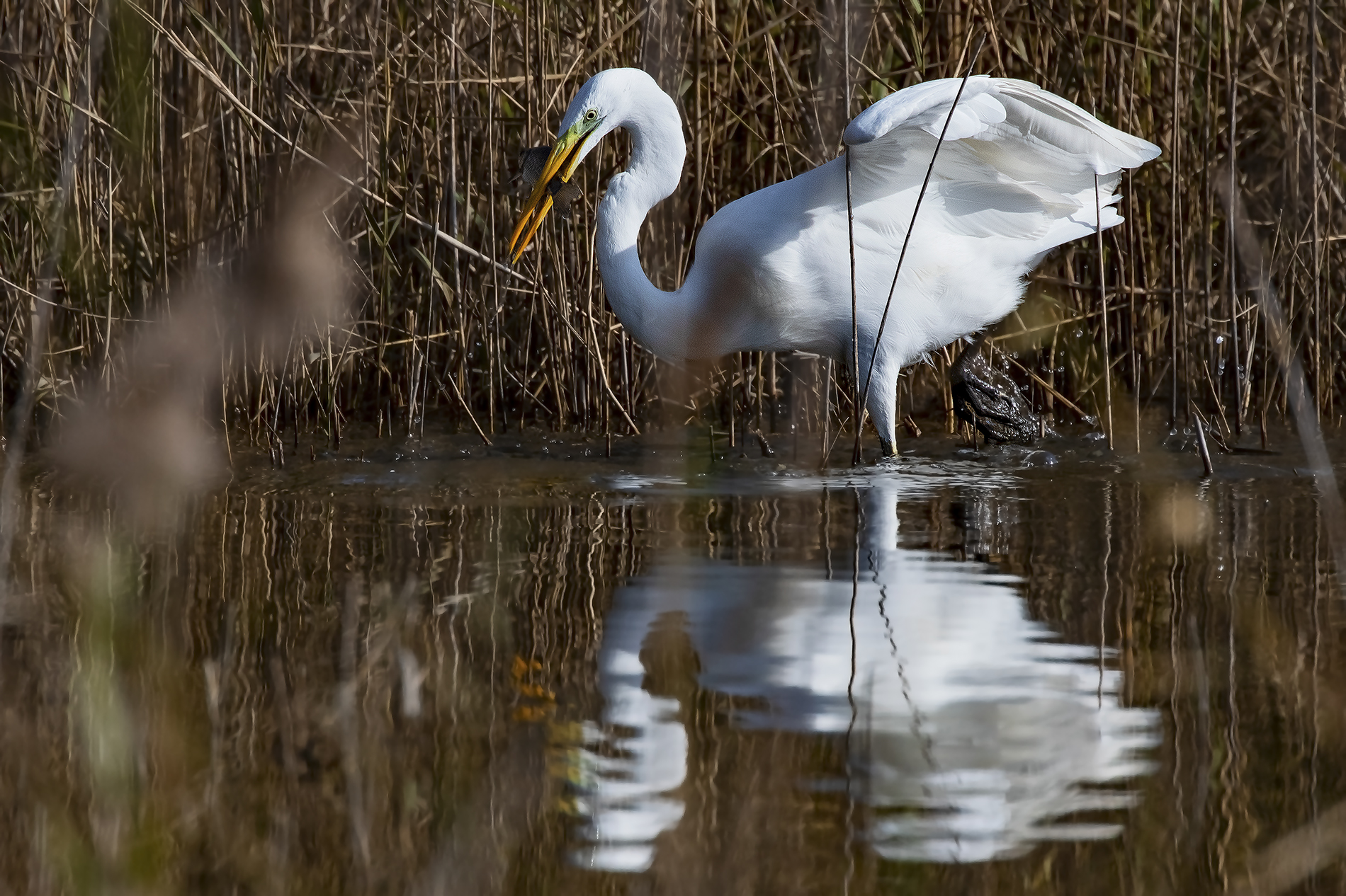 The capture of the white