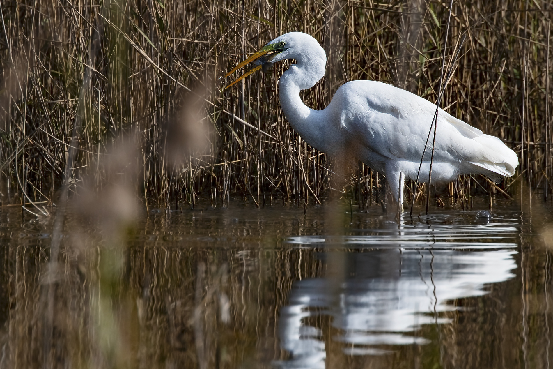 Senior White heron with prey
