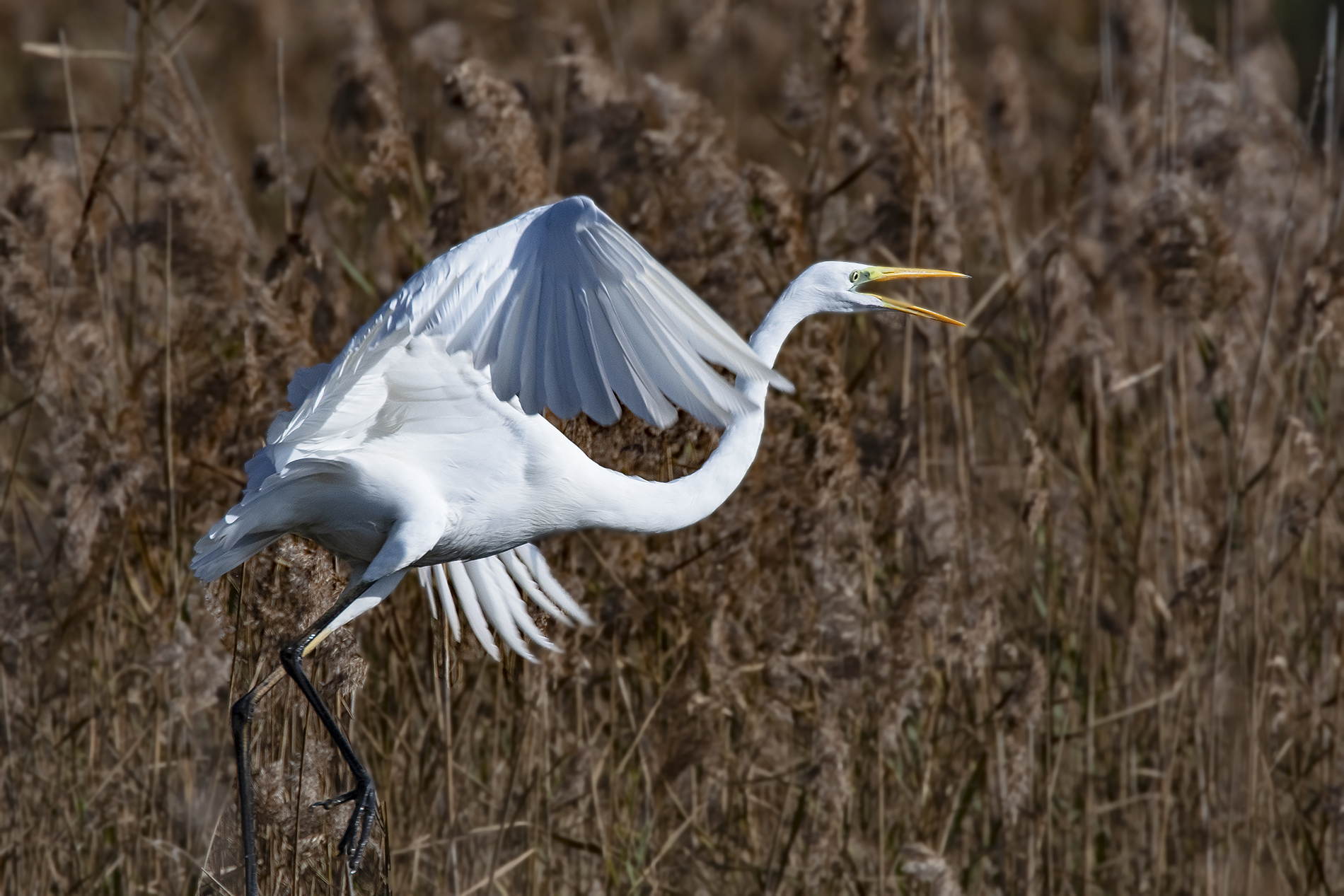 The takeoff of white