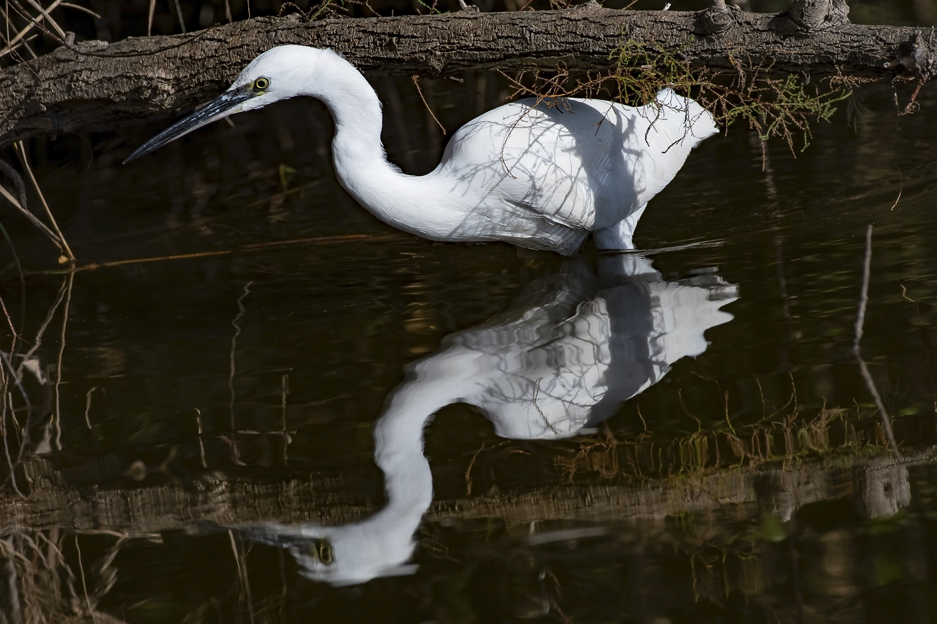 Egret