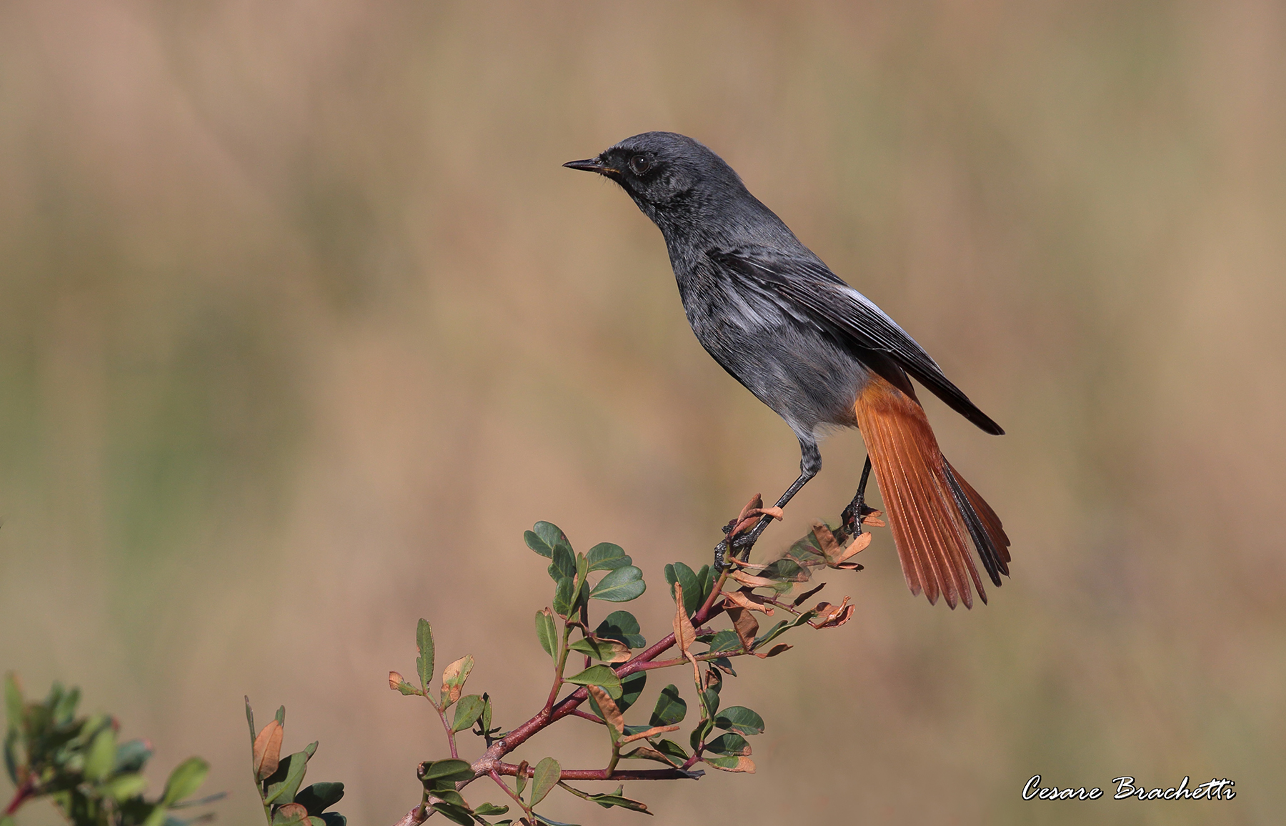 codirosso spazzacamino.posatoio naturale.
