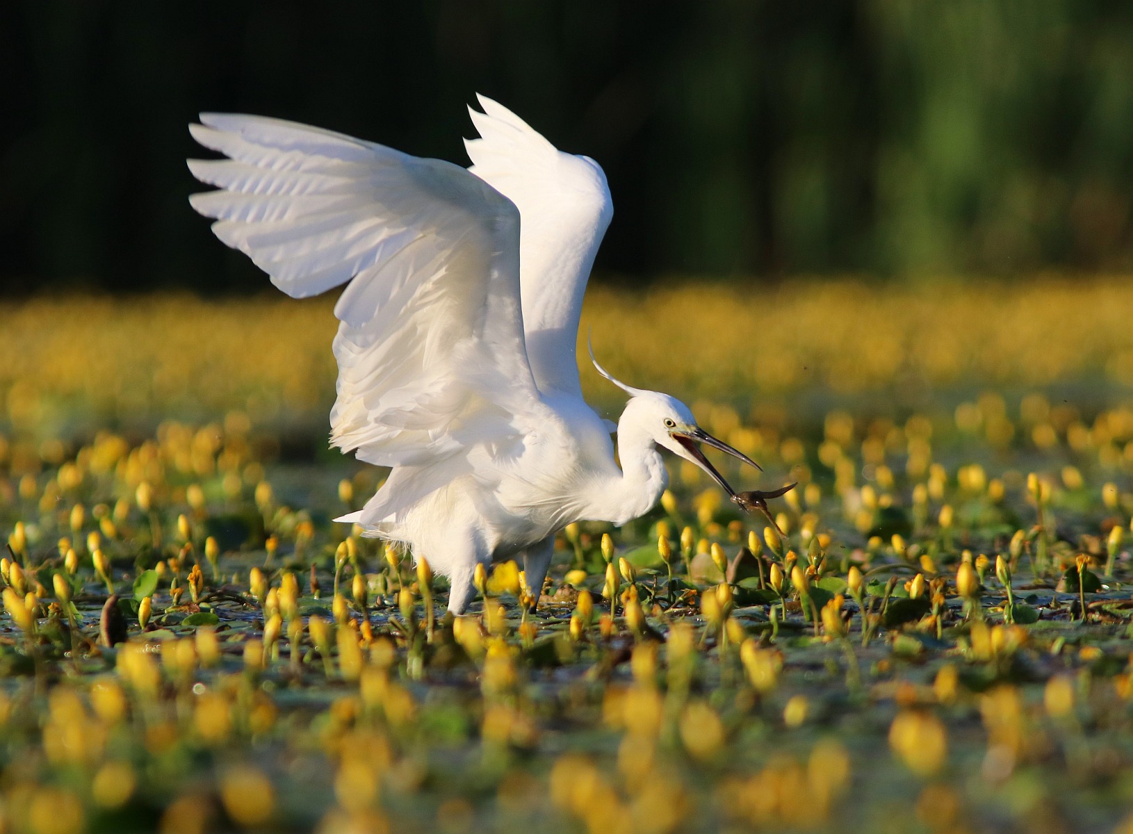 UN salto per la vita