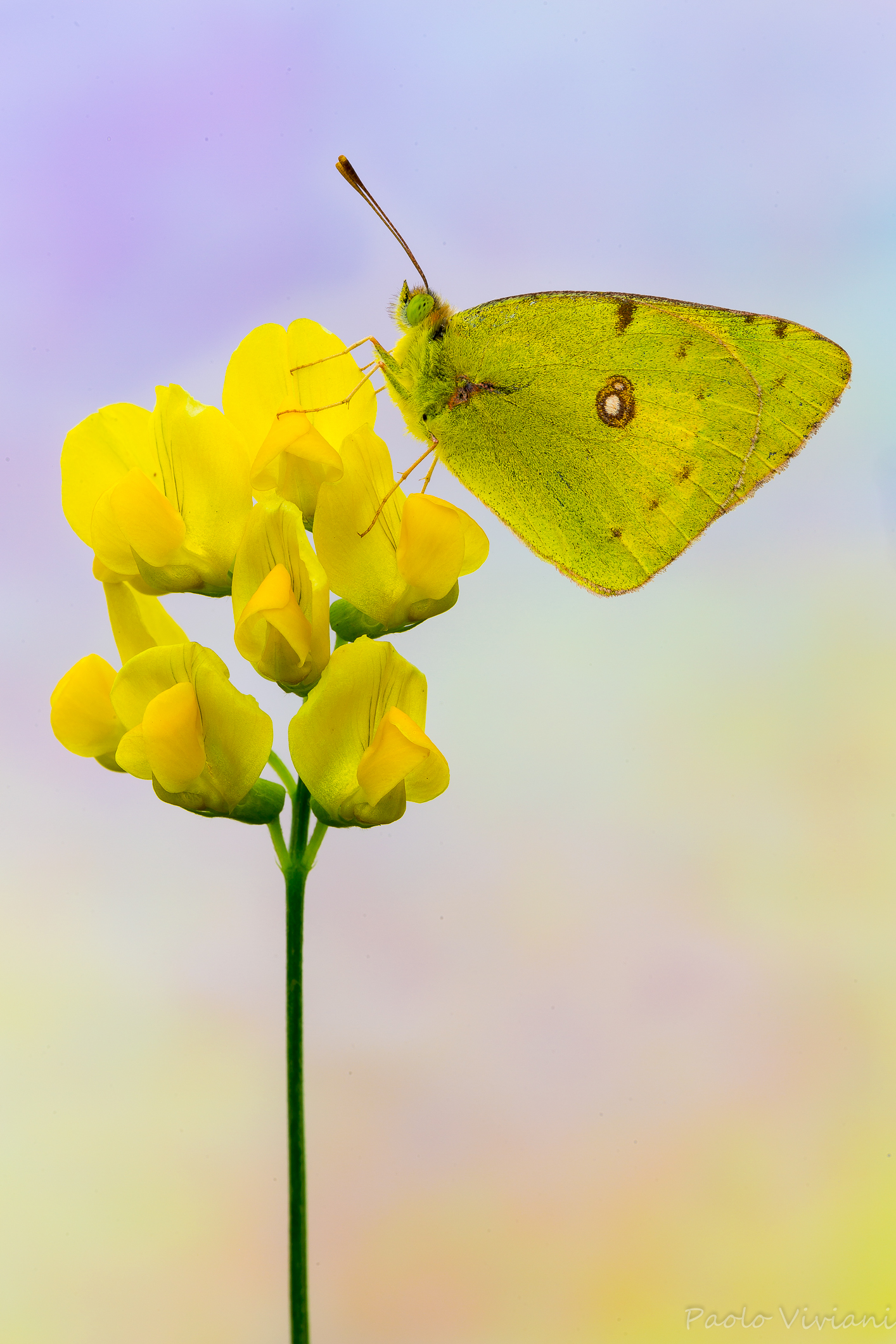 Colias