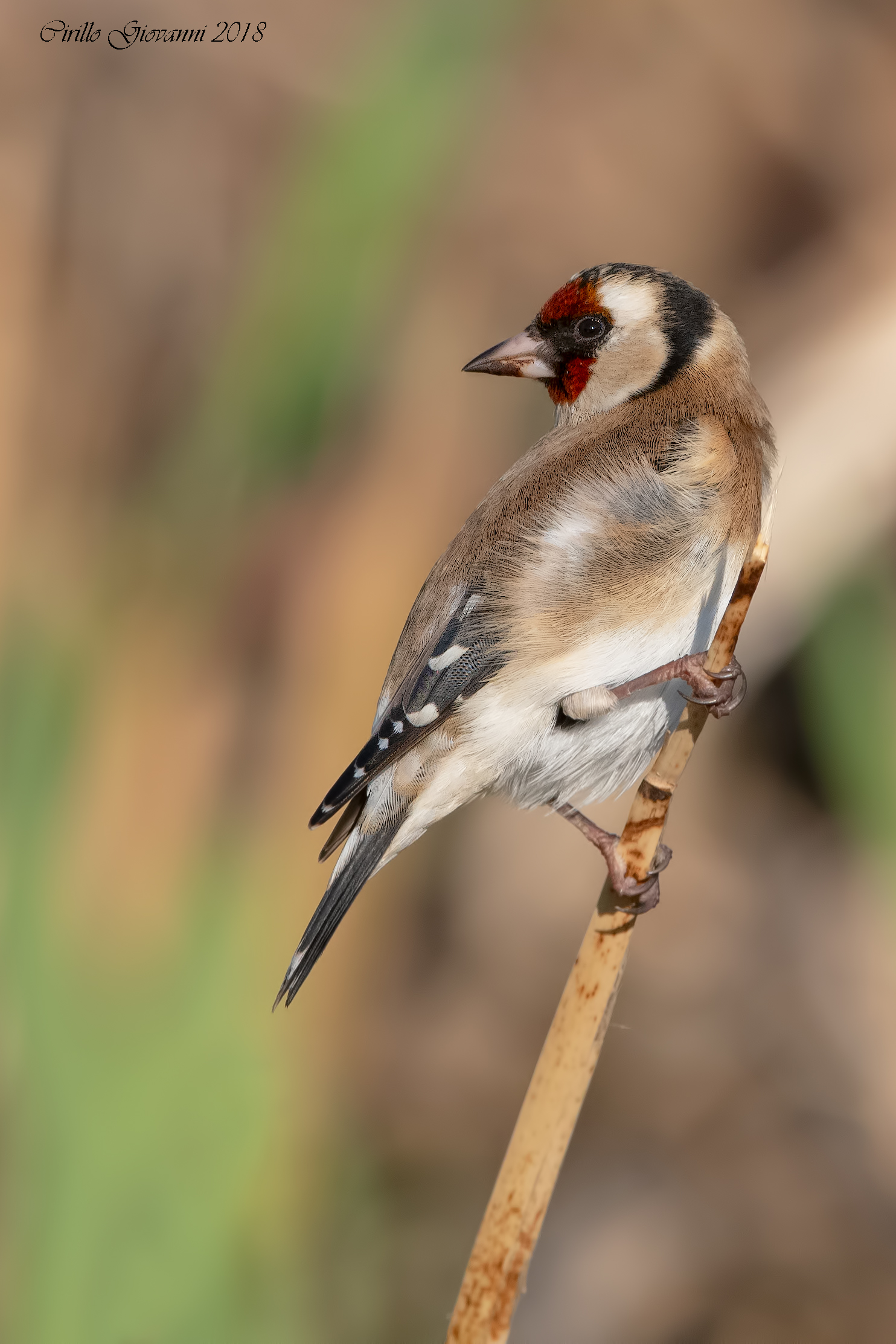 Goldfinch