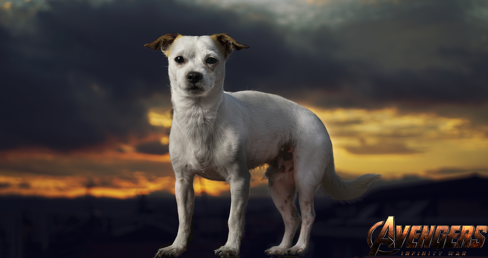 From tomorrow you will have a new paladin. Call me please