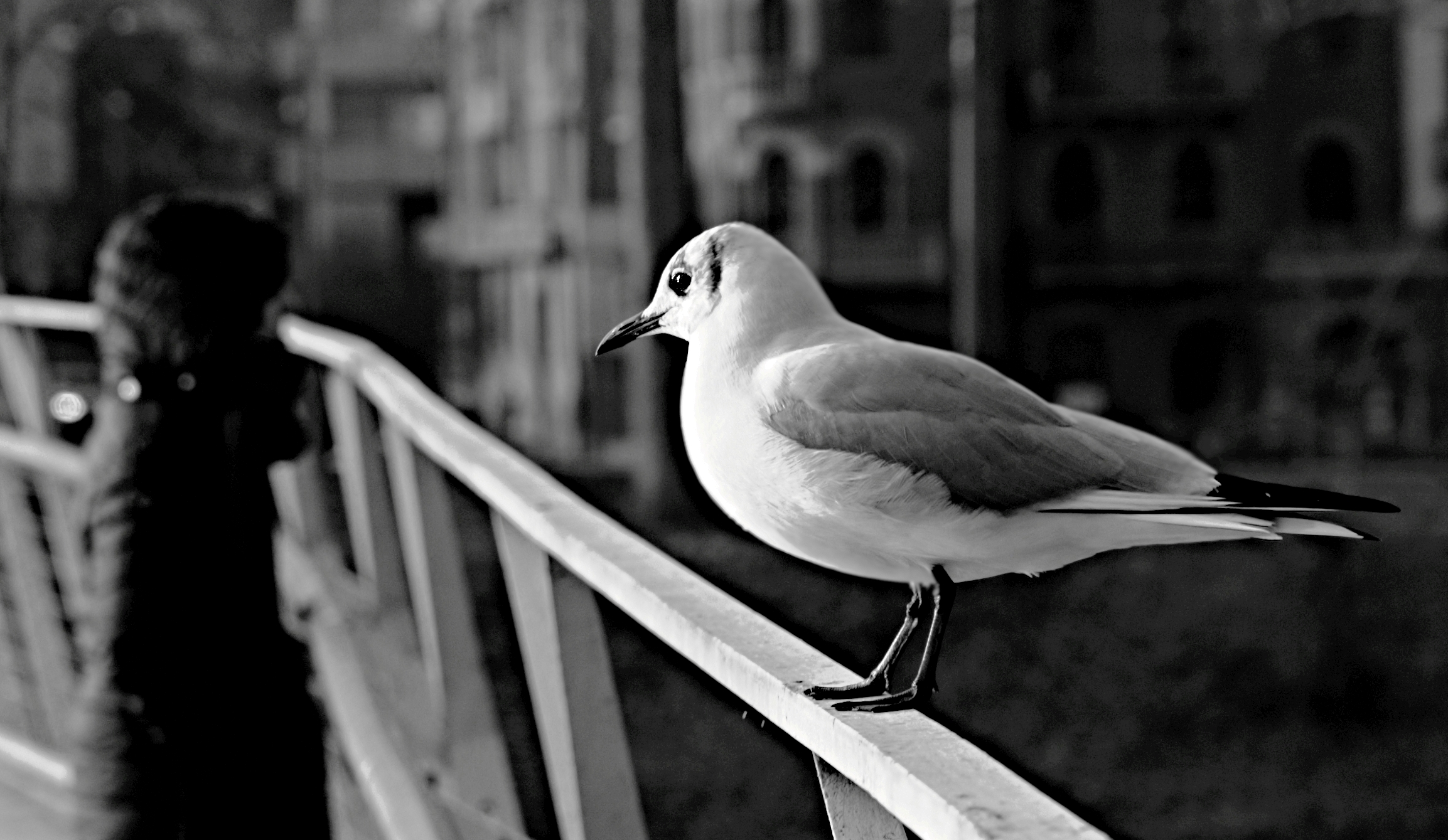 The Seagull of the city