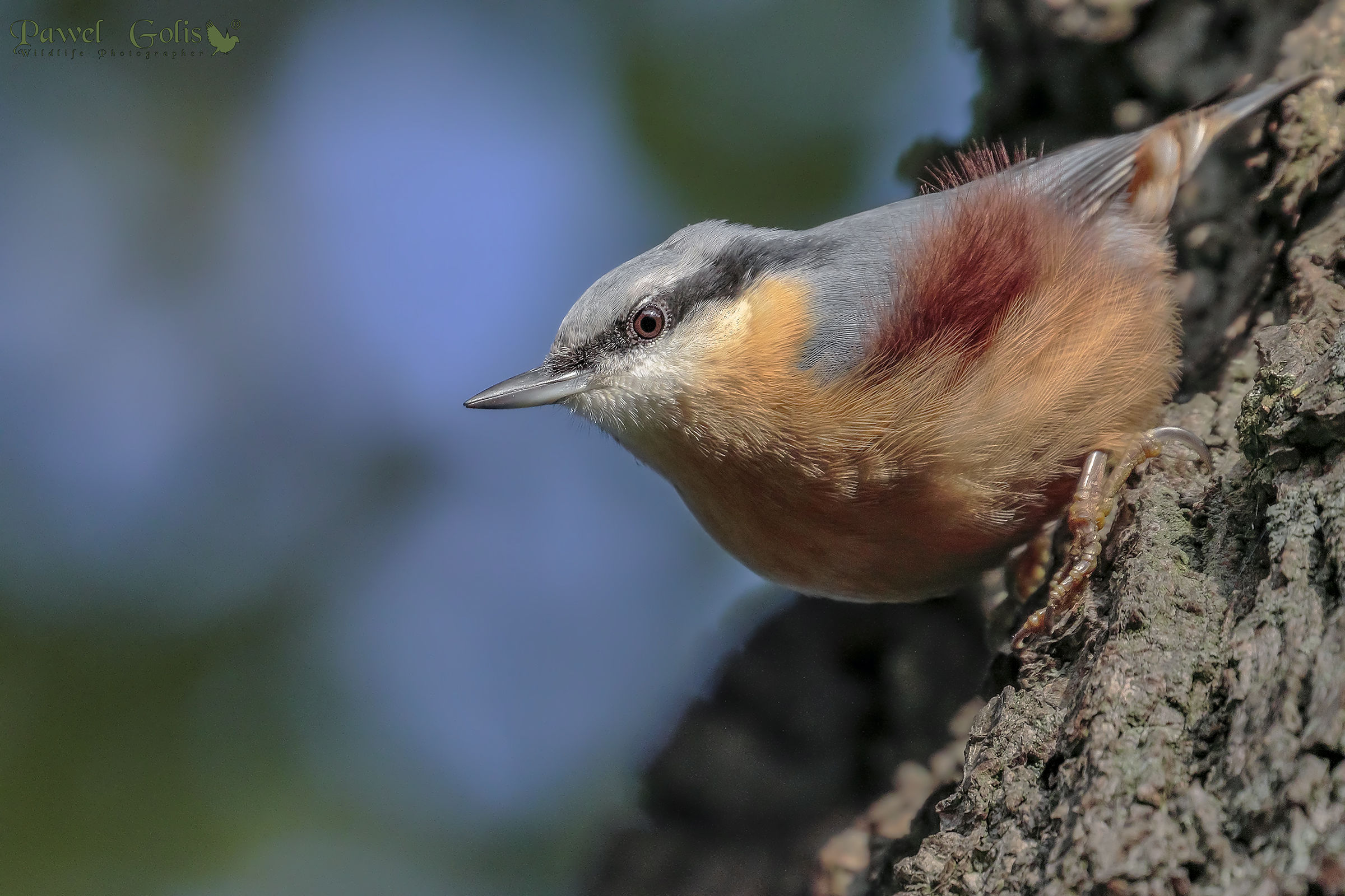 Picchio muratore (Sitta europaea)
