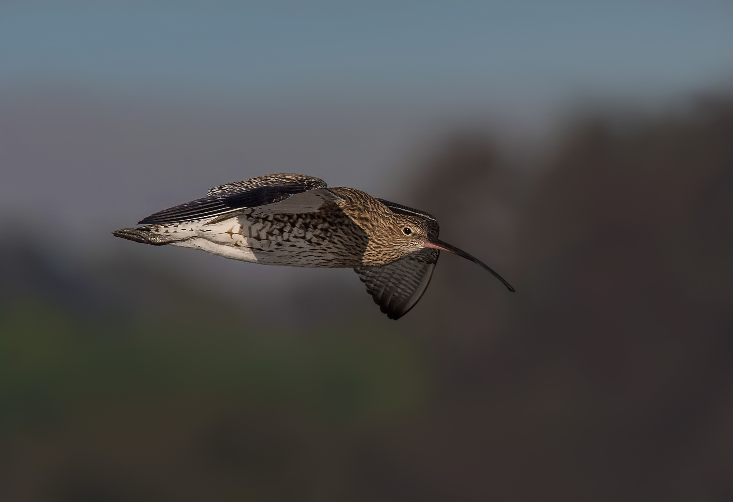Curlew