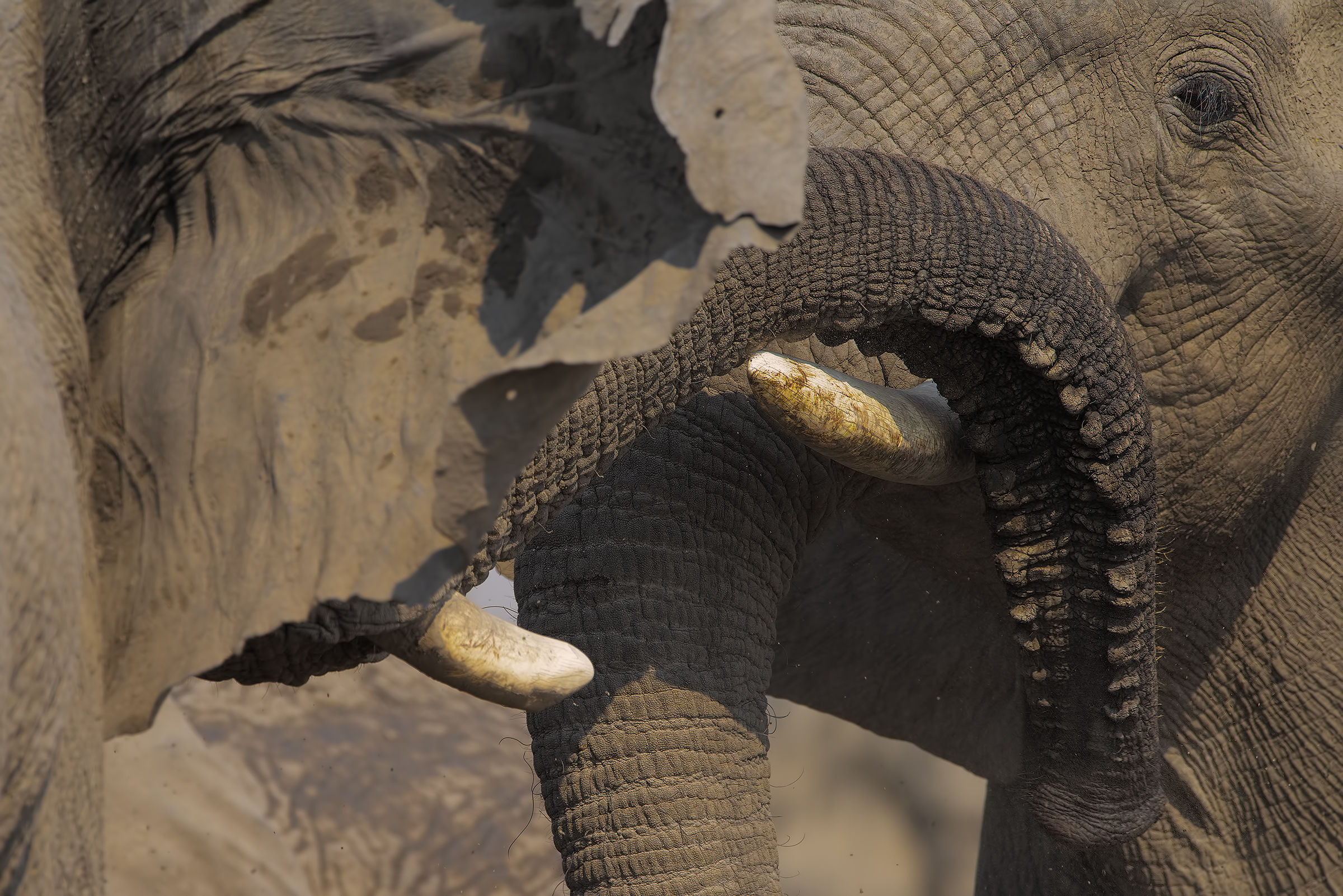 Fight between Giants