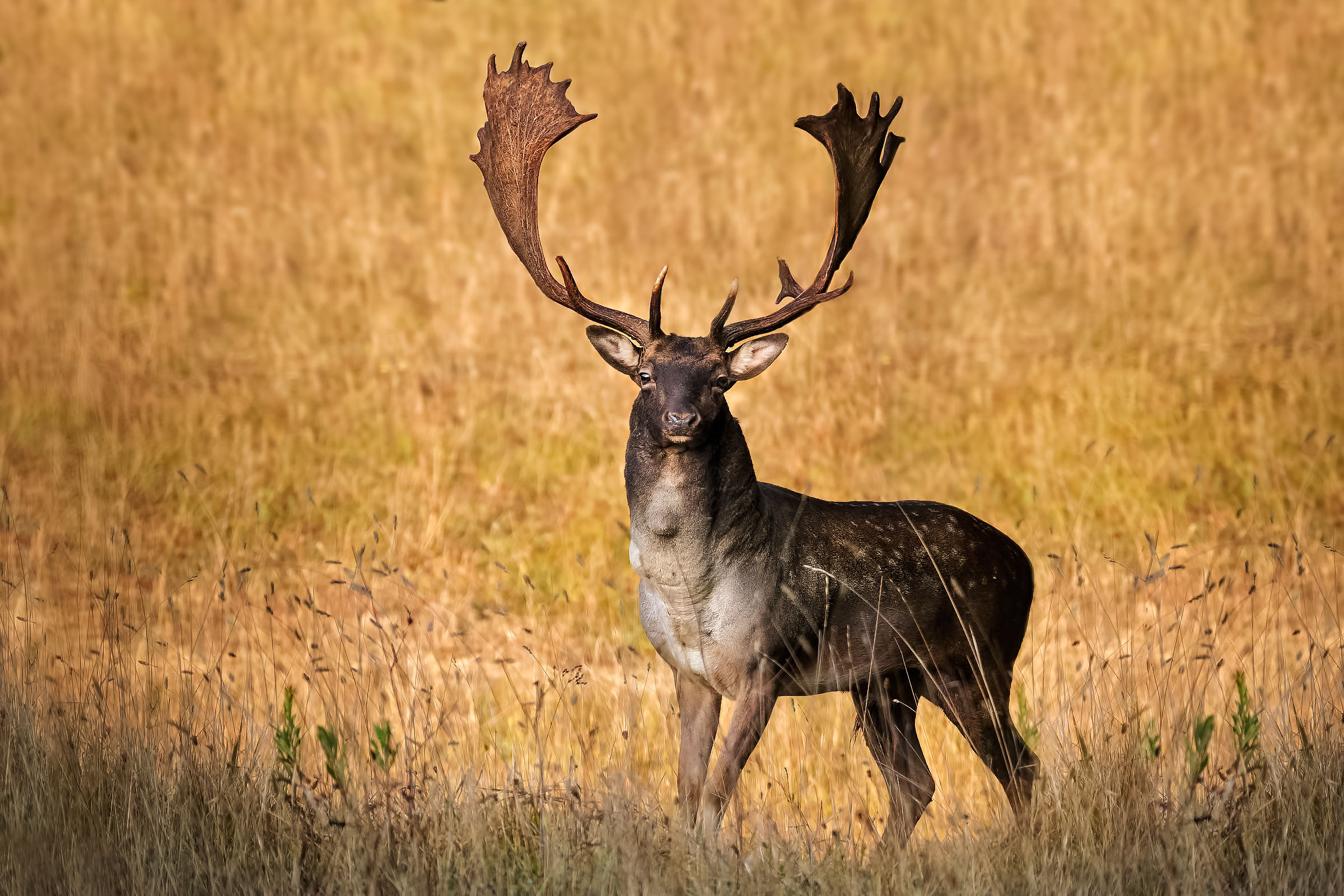 Deer in the land of Siena