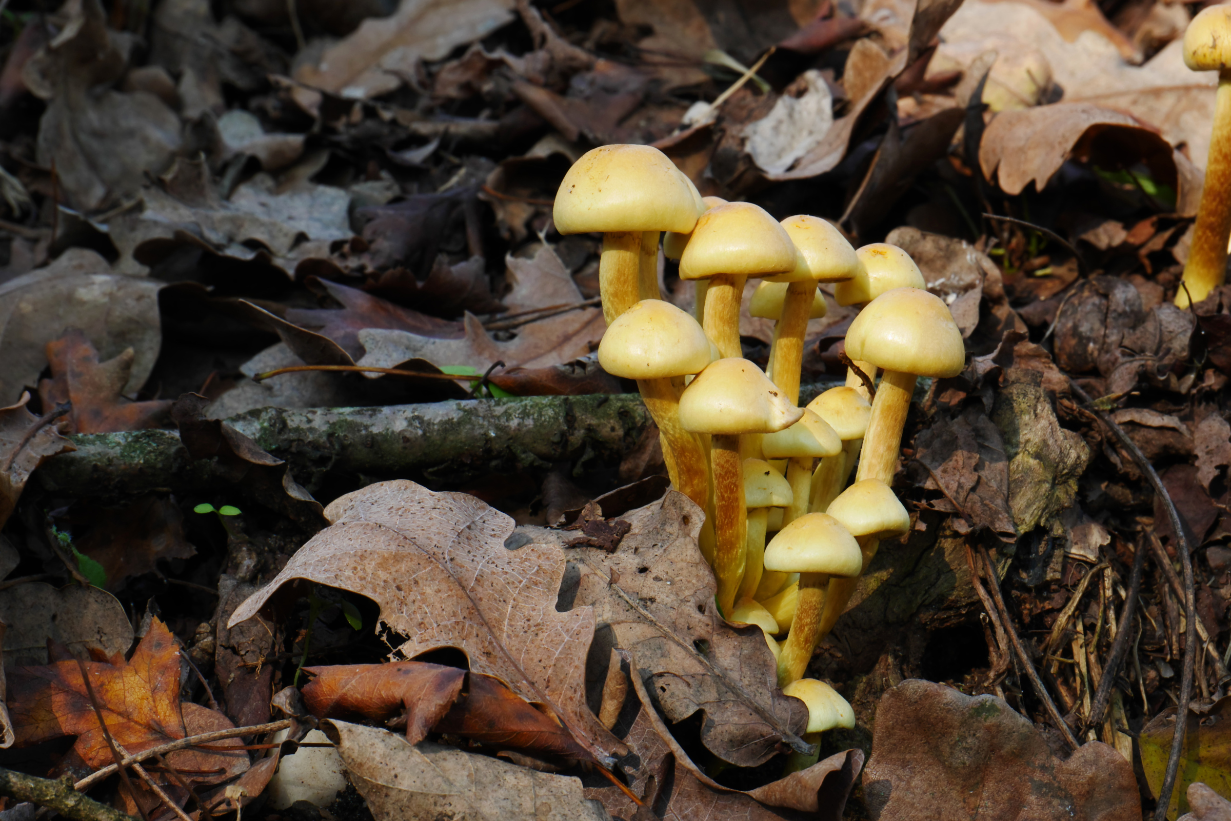 L'unione fa la forza