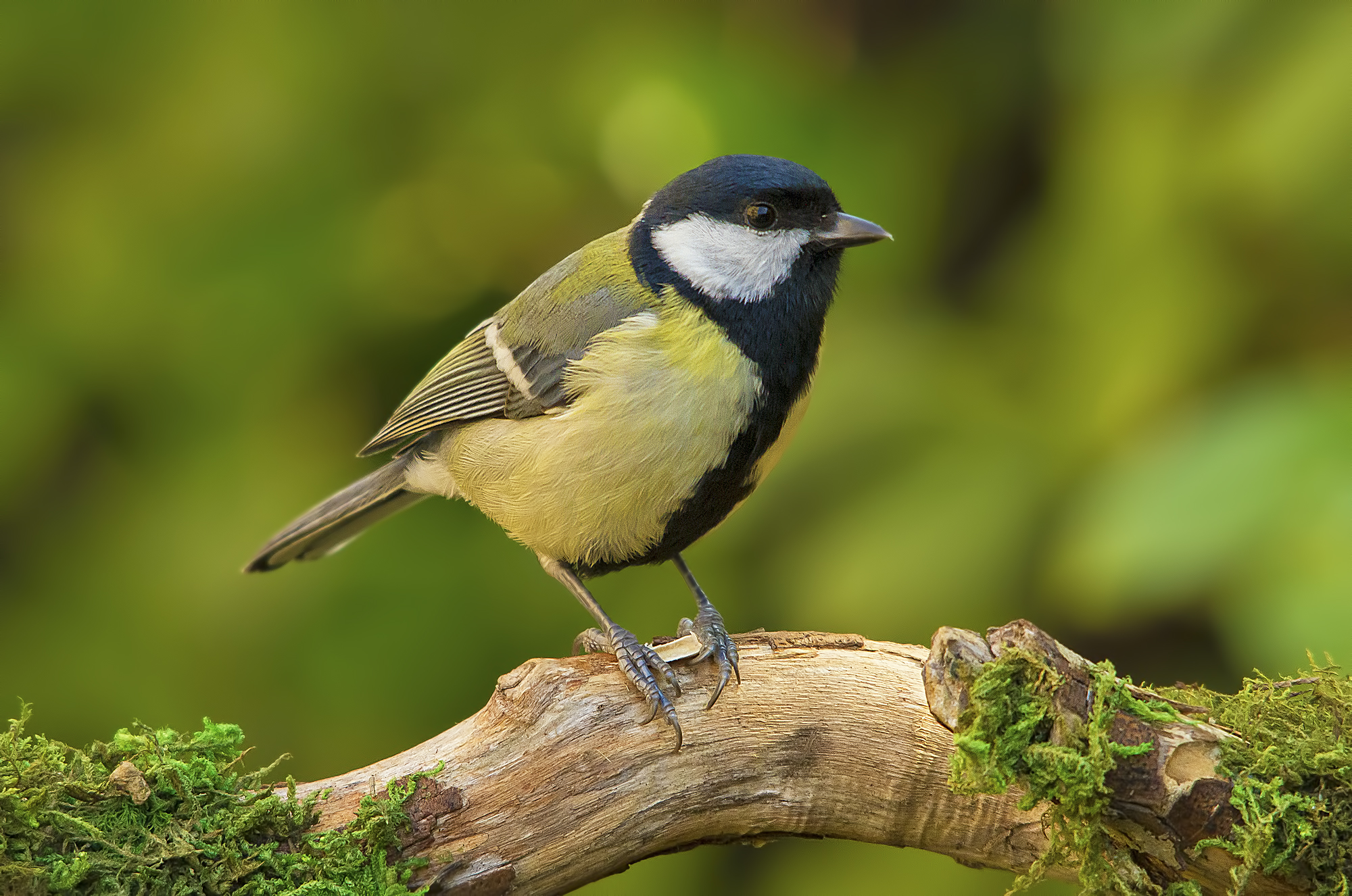 Great Tit on the perch.