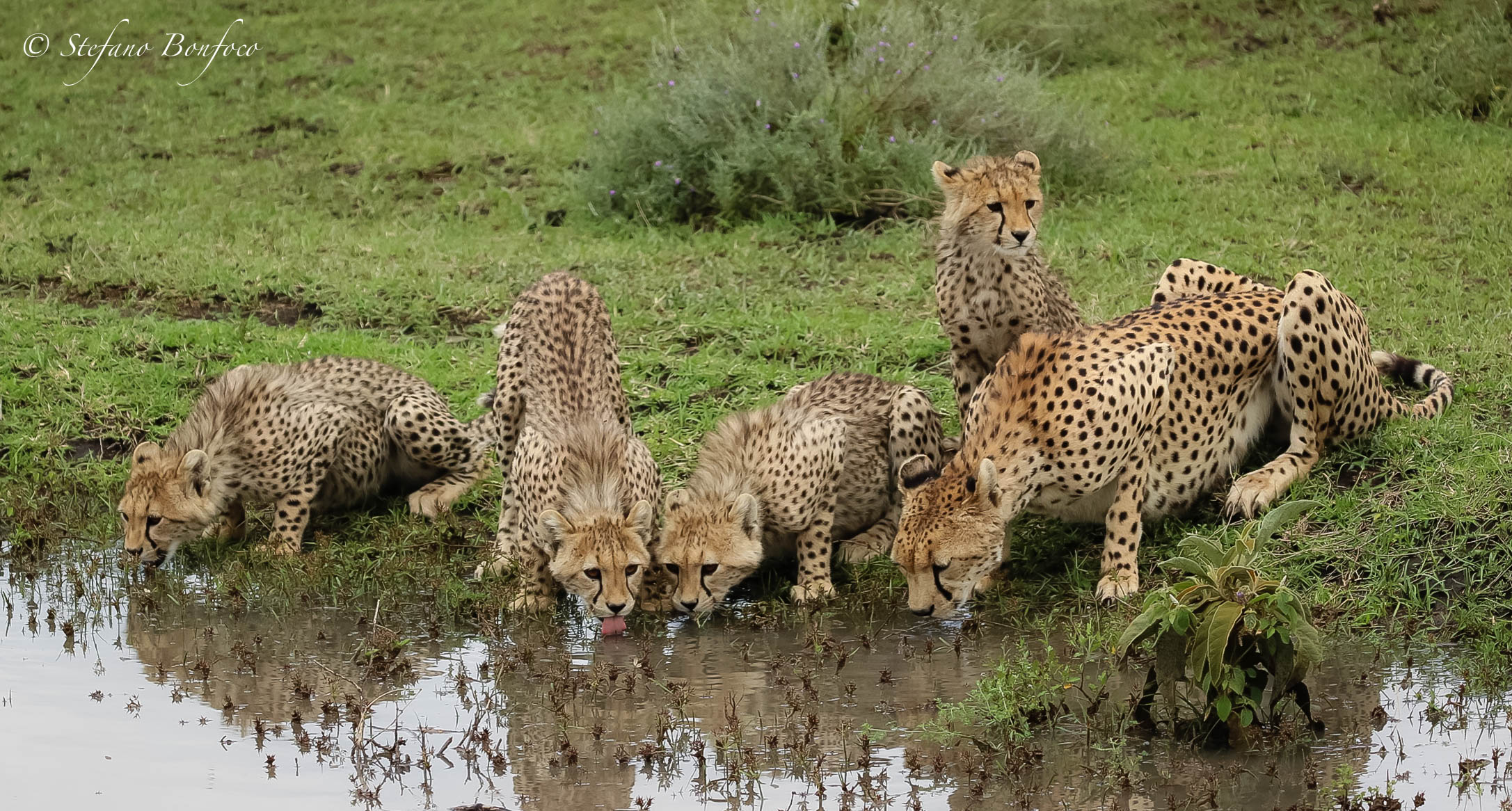 Cheetahs family (Acinonyx jubatus)