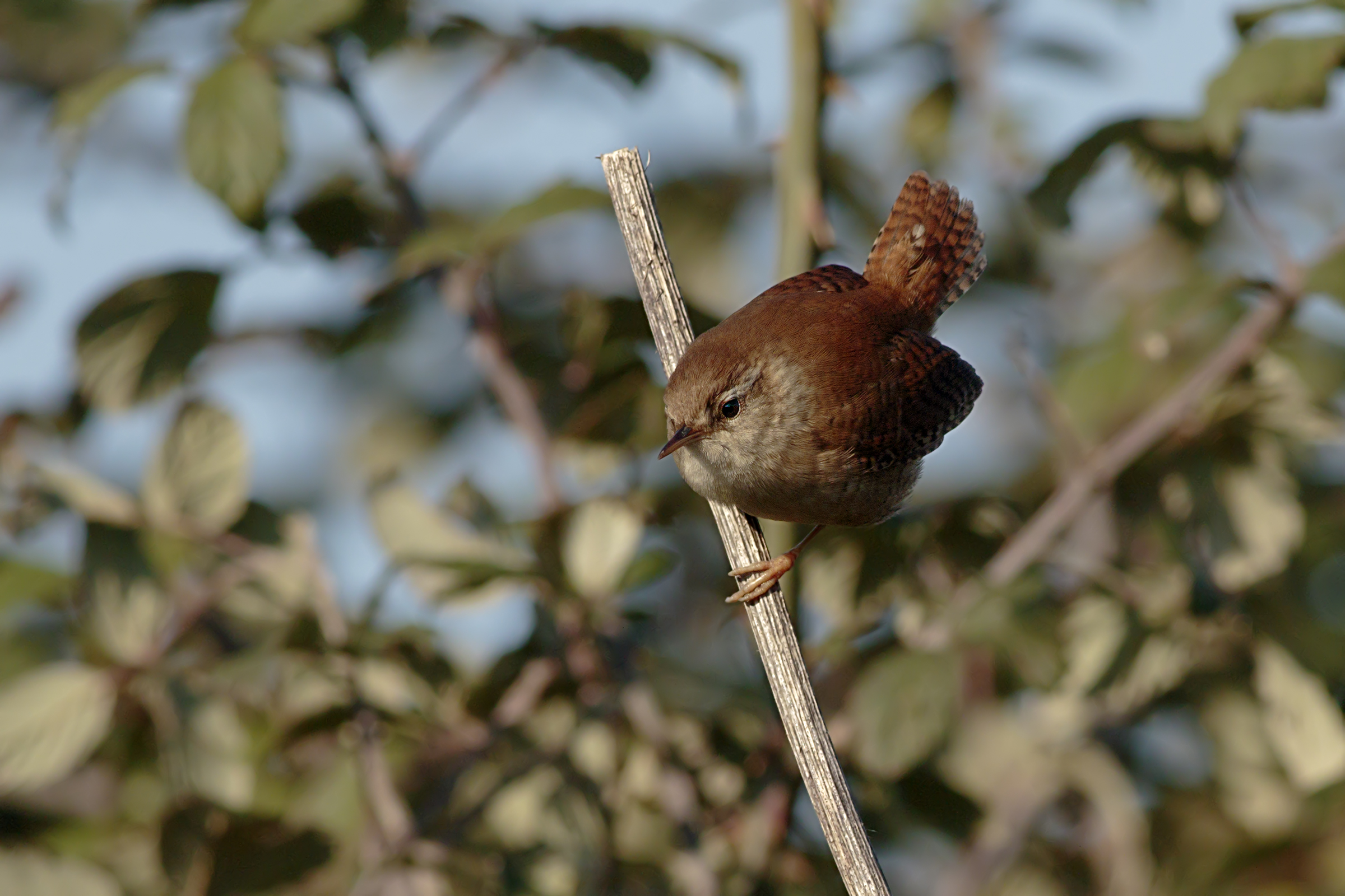 Wren