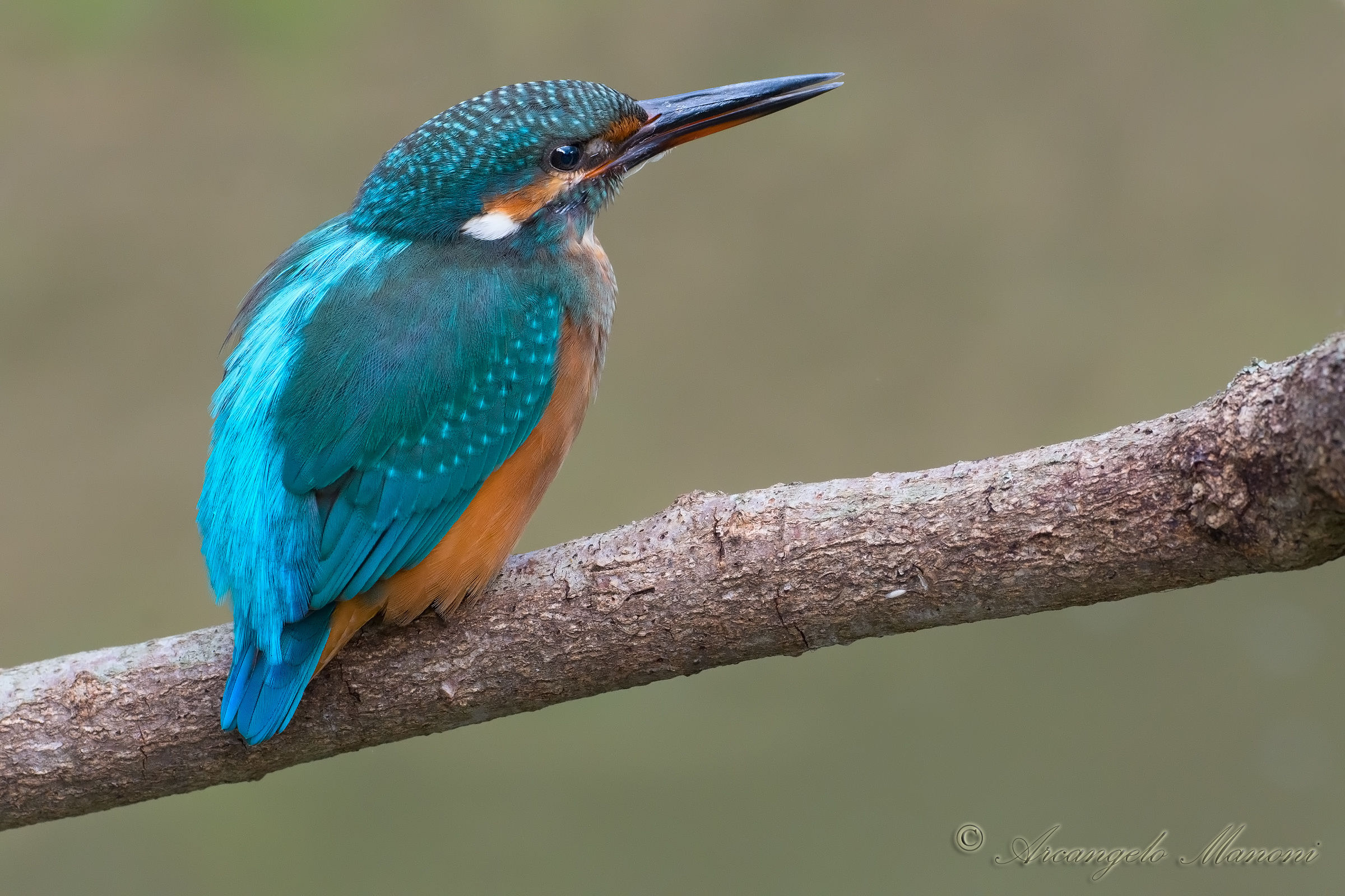 Mentre emette il suo sibilo