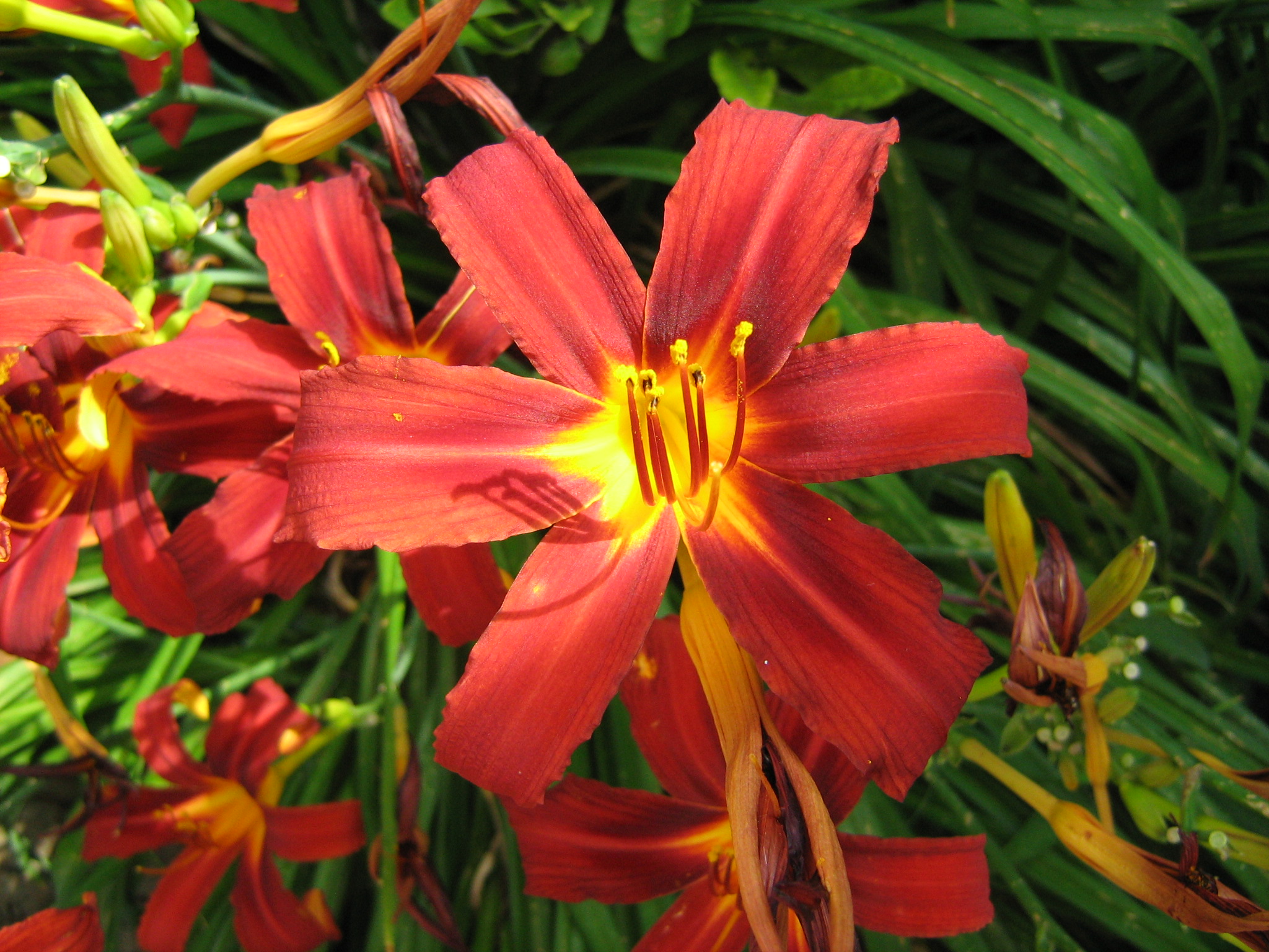 Hemerocallis