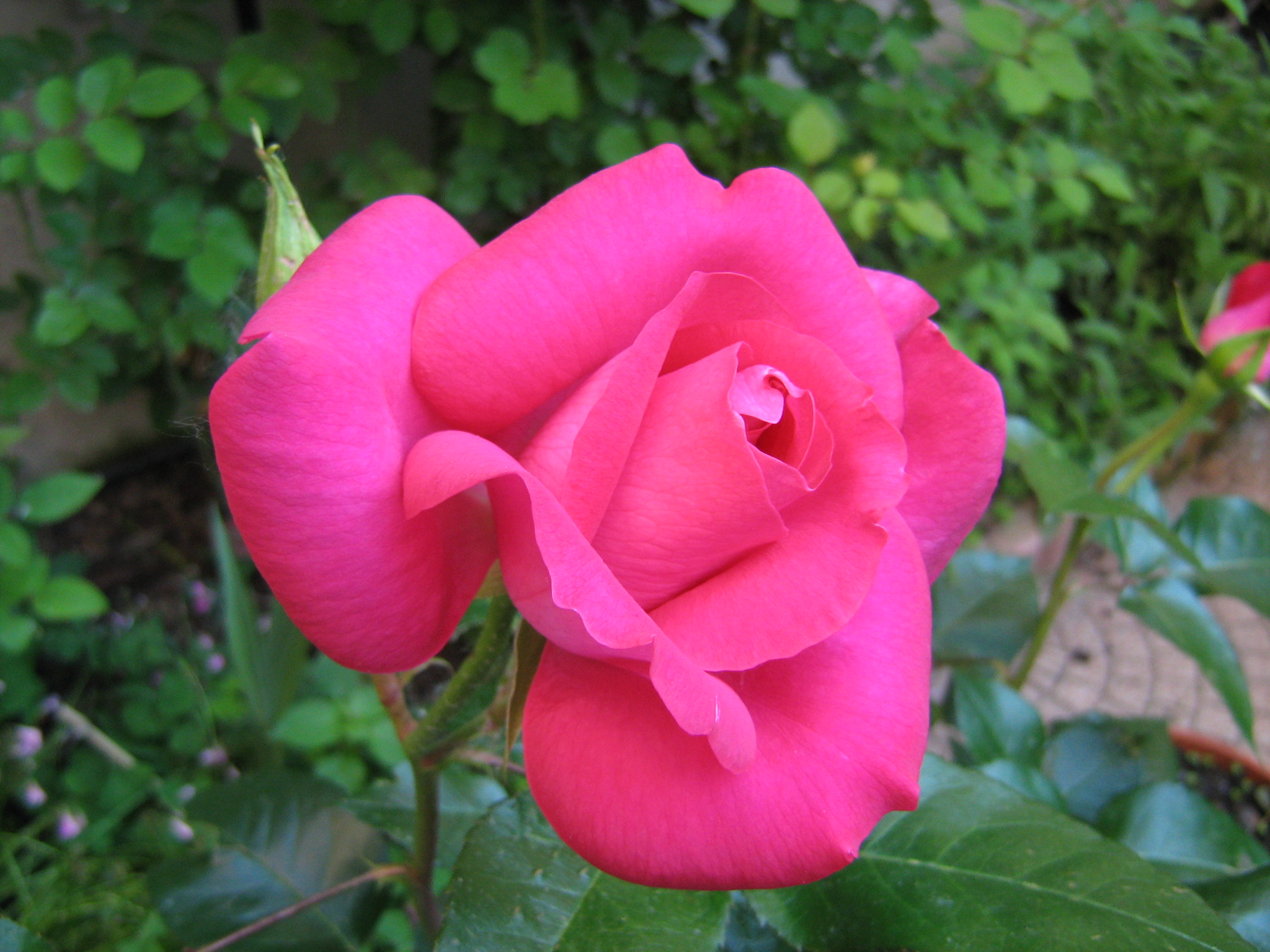 "Blessing" Rose