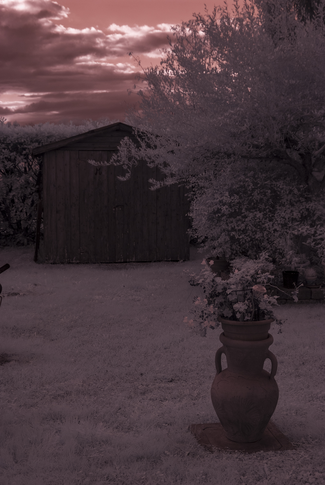 Infra Garden at sunset