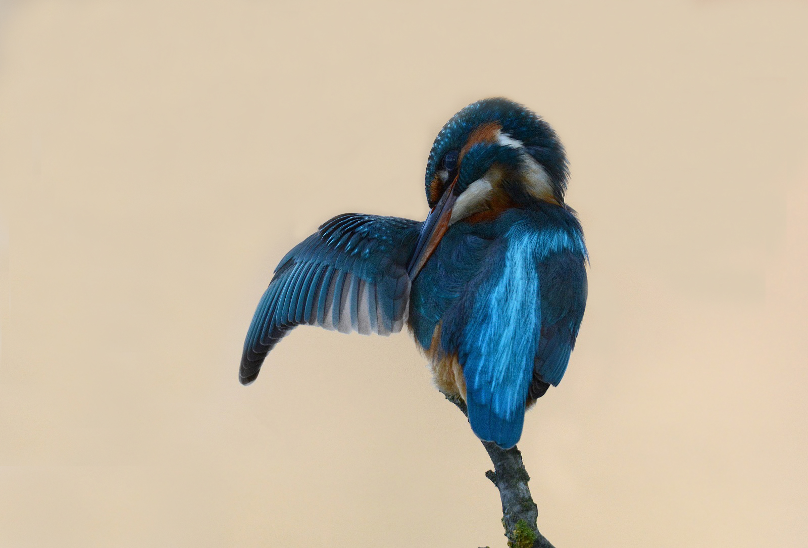 Kingfisher in backlight
