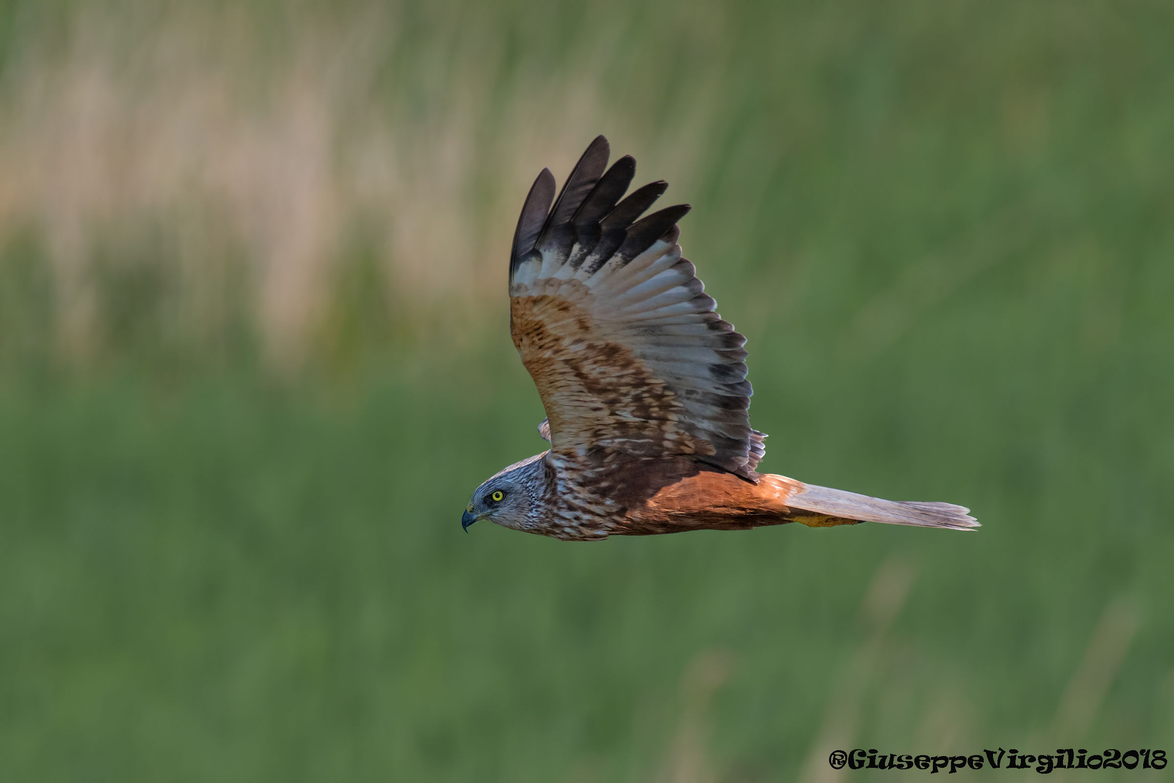 Il Circus Falco Di Palude maschio "Nord Sardegna 2018&q...